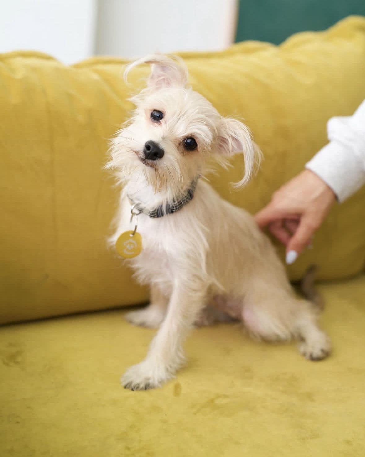 Enlarge Jutes, a Adopted mixed breed in Pasadena, CA image 4/5
