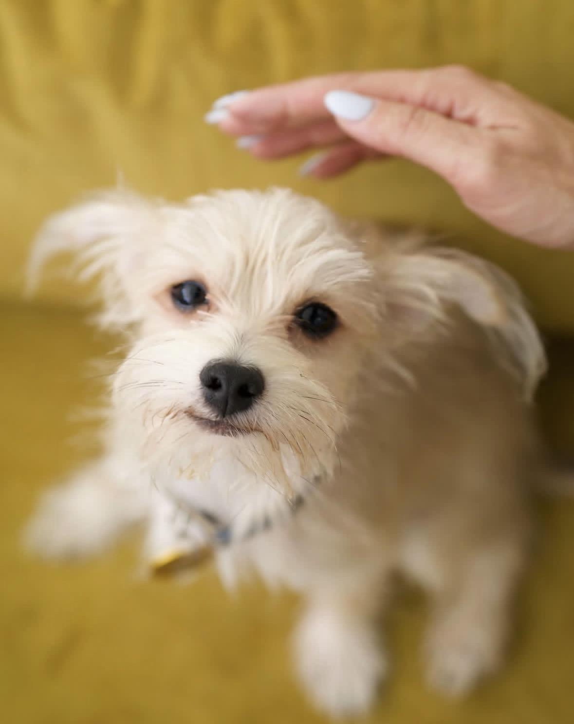 Jutes, Adopted, Puppy Male Terrier.