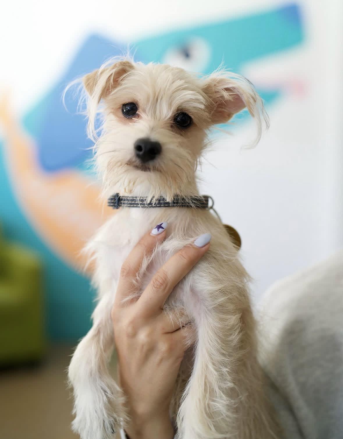 Enlarge Jutes, a Adopted mixed breed in Pasadena, CA image 3/5