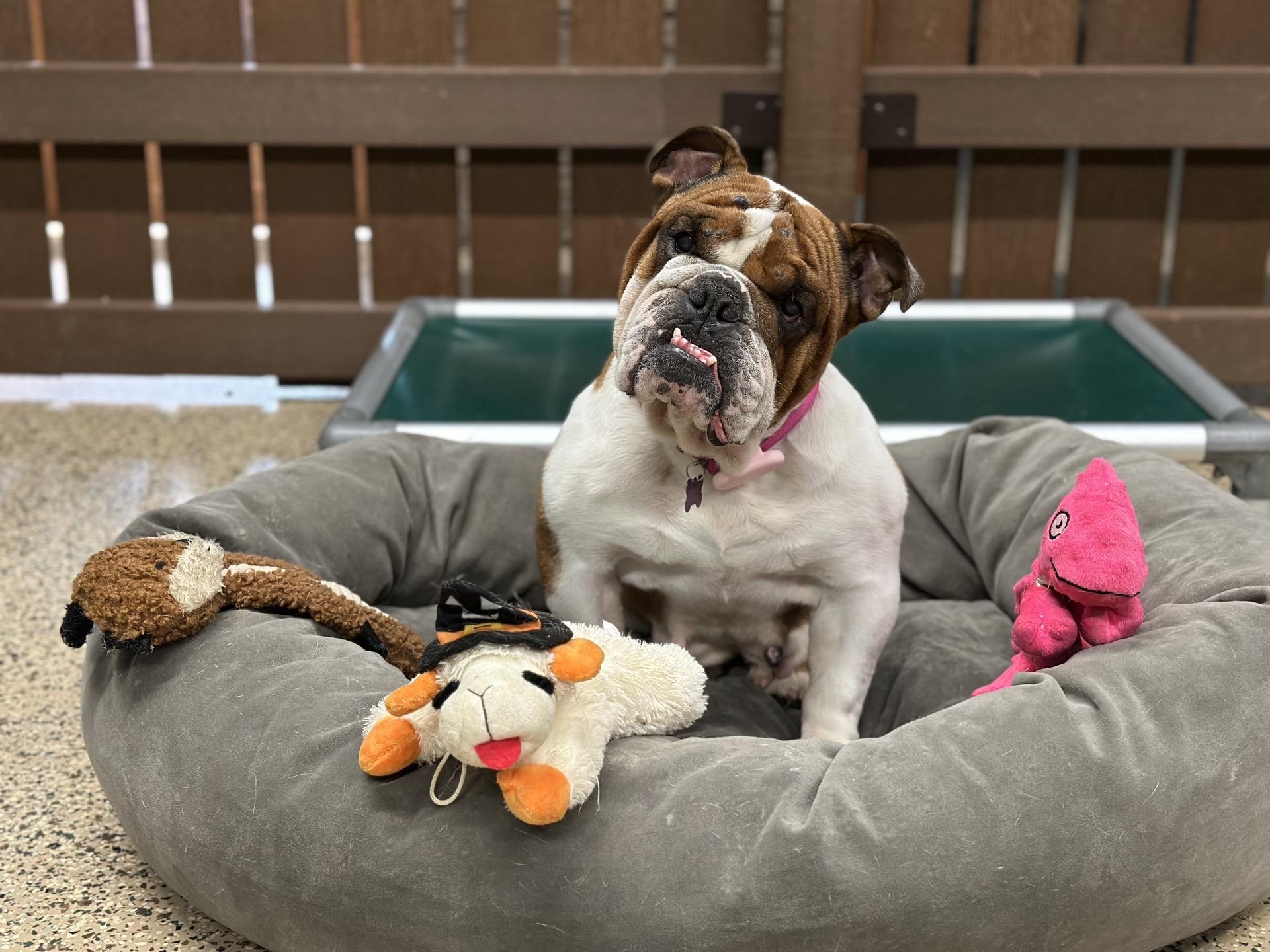 Enlarge Lissy, an adoptable mixed breed in Schaumburg, IL image 4/4