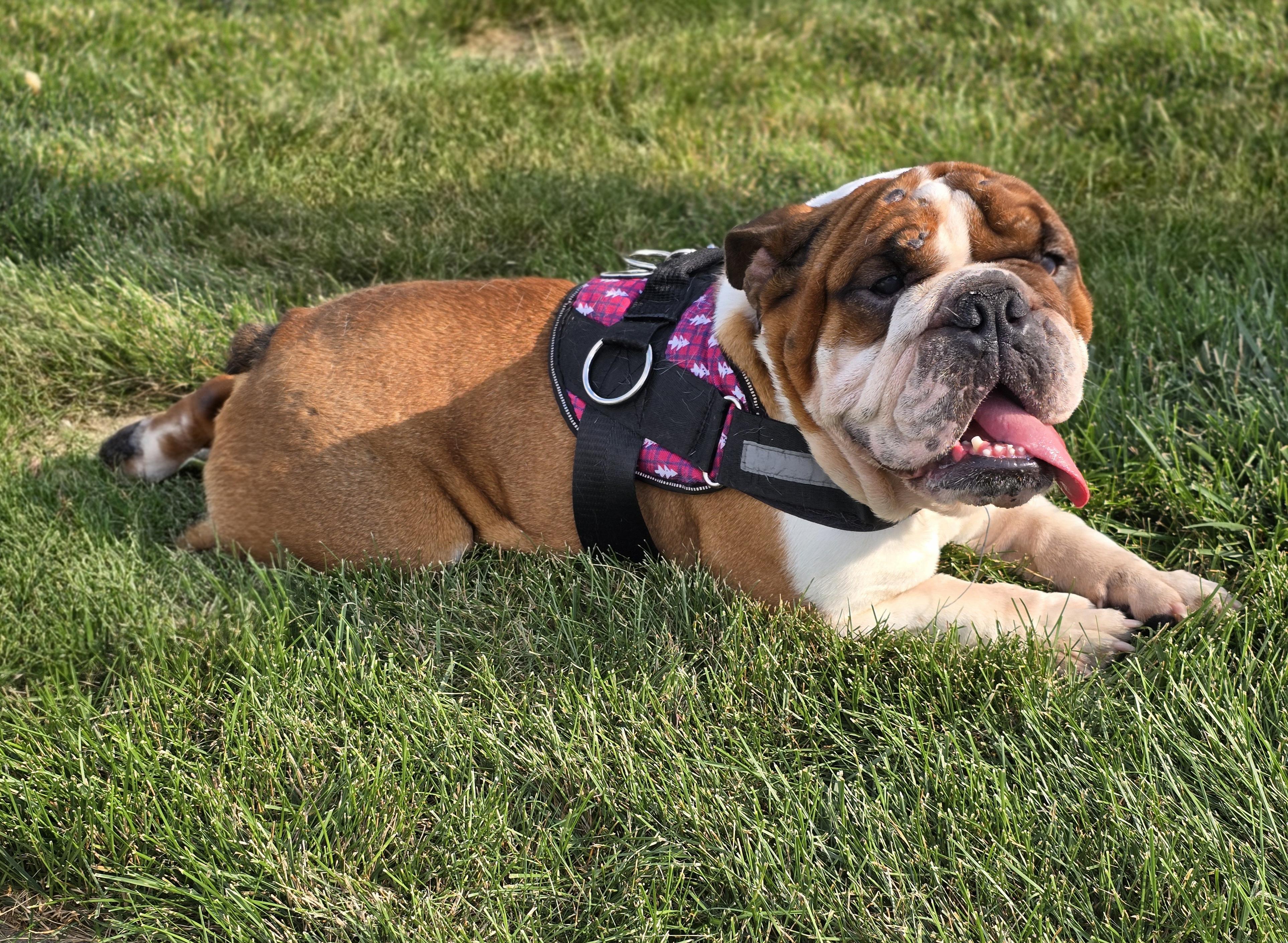 Enlarge Lissy, an adoptable mixed breed in Schaumburg, IL image 3/4