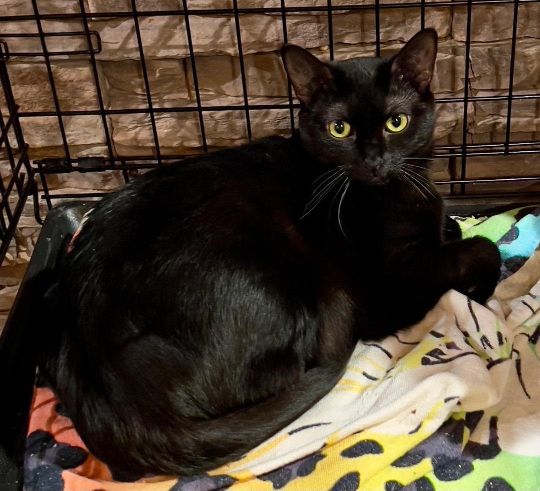 Magnus and Flower, a Adoptable mixed breed in Pomona, CA image 1/8