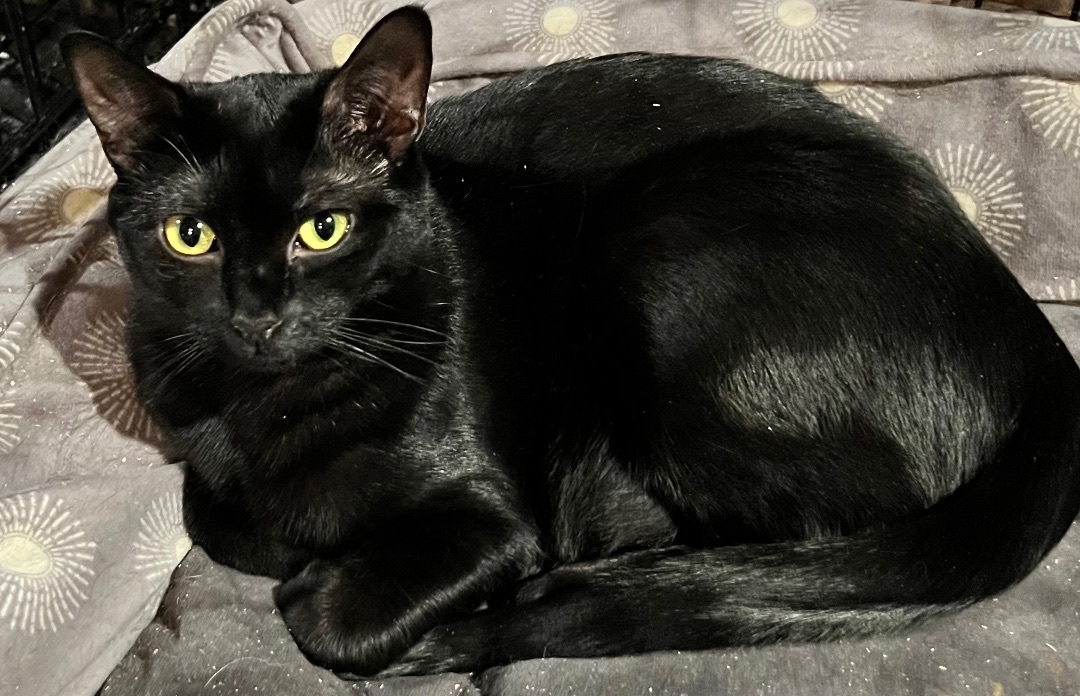 Magnus and Flower, a Adoptable mixed breed in Pomona, CA image 2/8