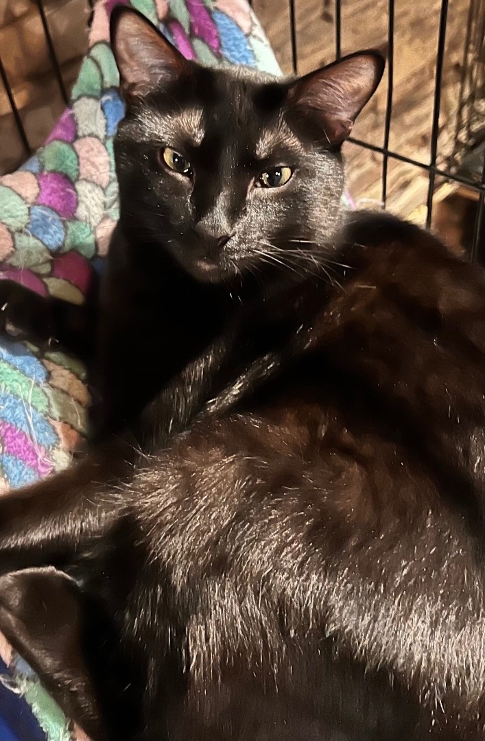 Magnus and Flower, Adoptable, Young Female Tonkinese & Manx.