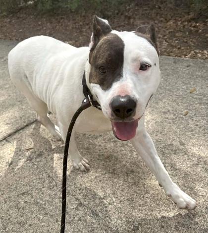 Cheyenne — thumbnail 2