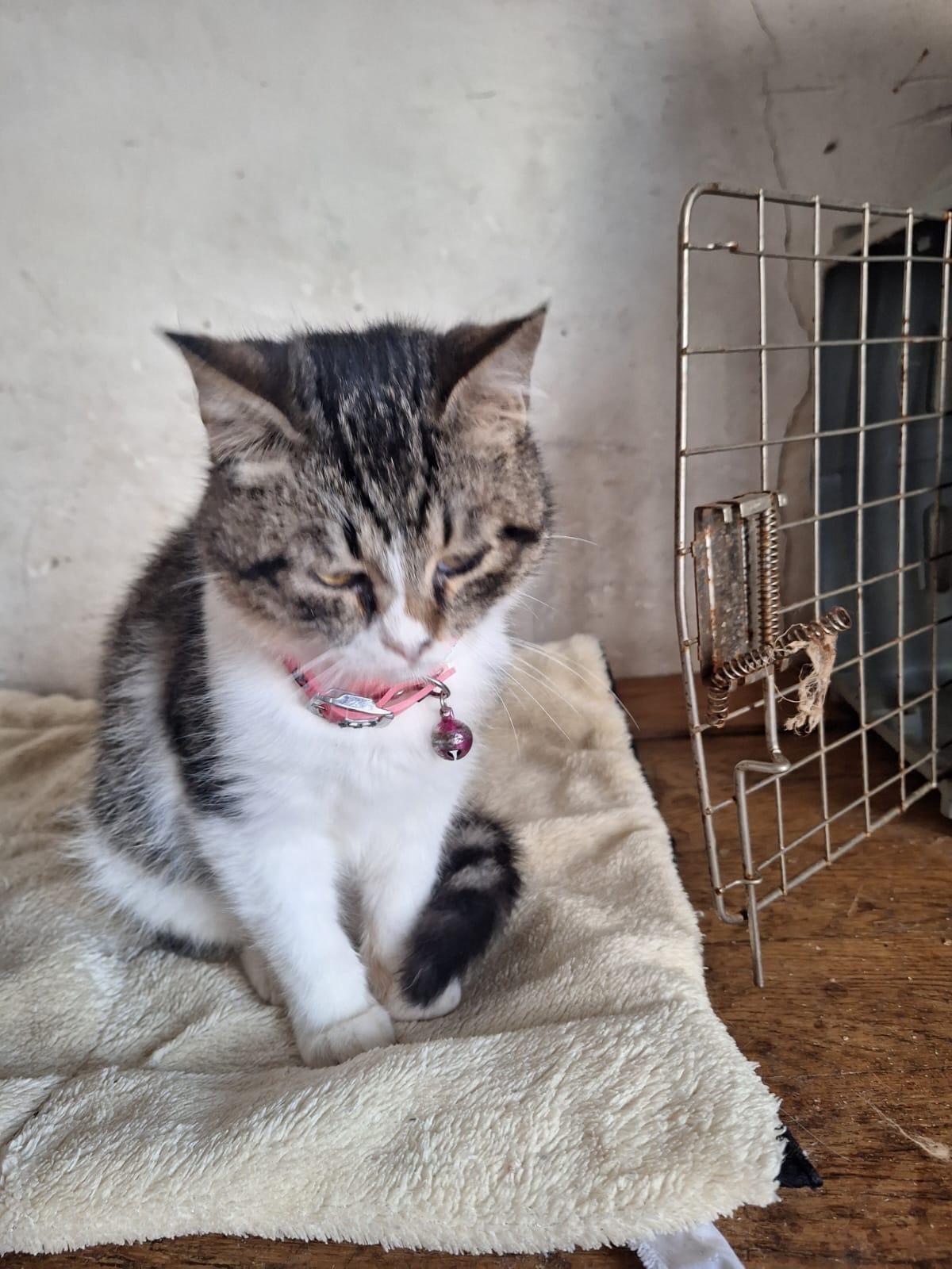 Enlarge Robin J, a Adoptable mixed breed in Brampton, ON image 1/5