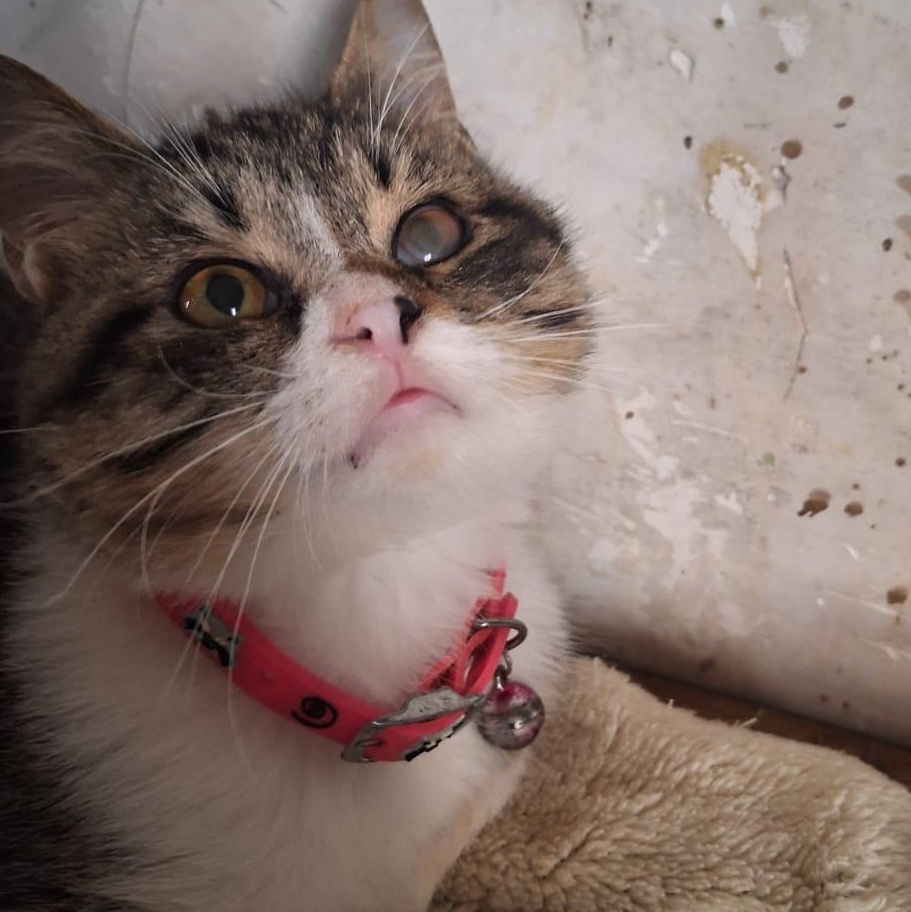 Enlarge Robin J, a Adoptable mixed breed in Brampton, ON image 2/5