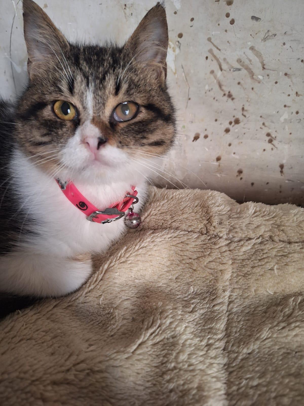 Enlarge Robin J, a Adoptable mixed breed in Brampton, ON image 3/5