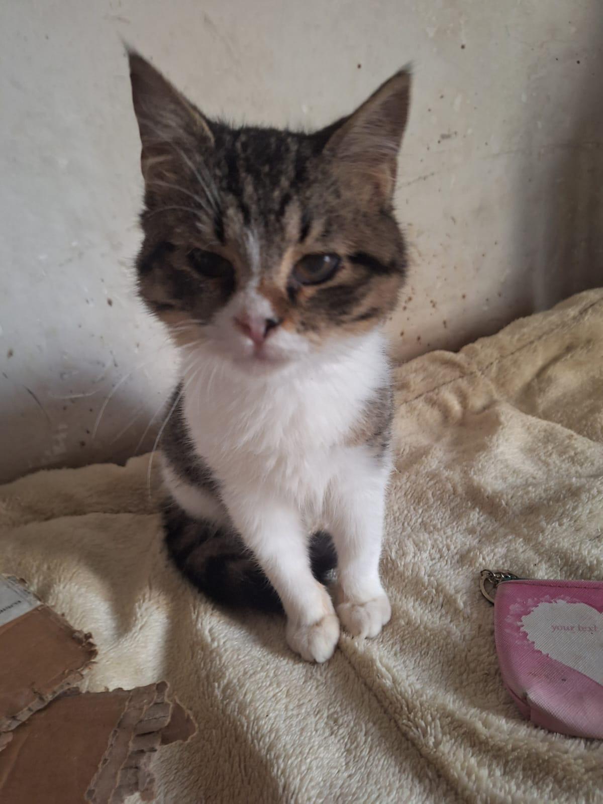 Enlarge Robin J, a Adoptable mixed breed in Brampton, ON image 4/5