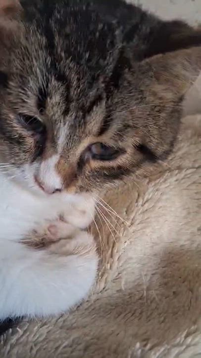 Enlarge Robin J, a Adoptable mixed breed in Brampton, ON video 5/5