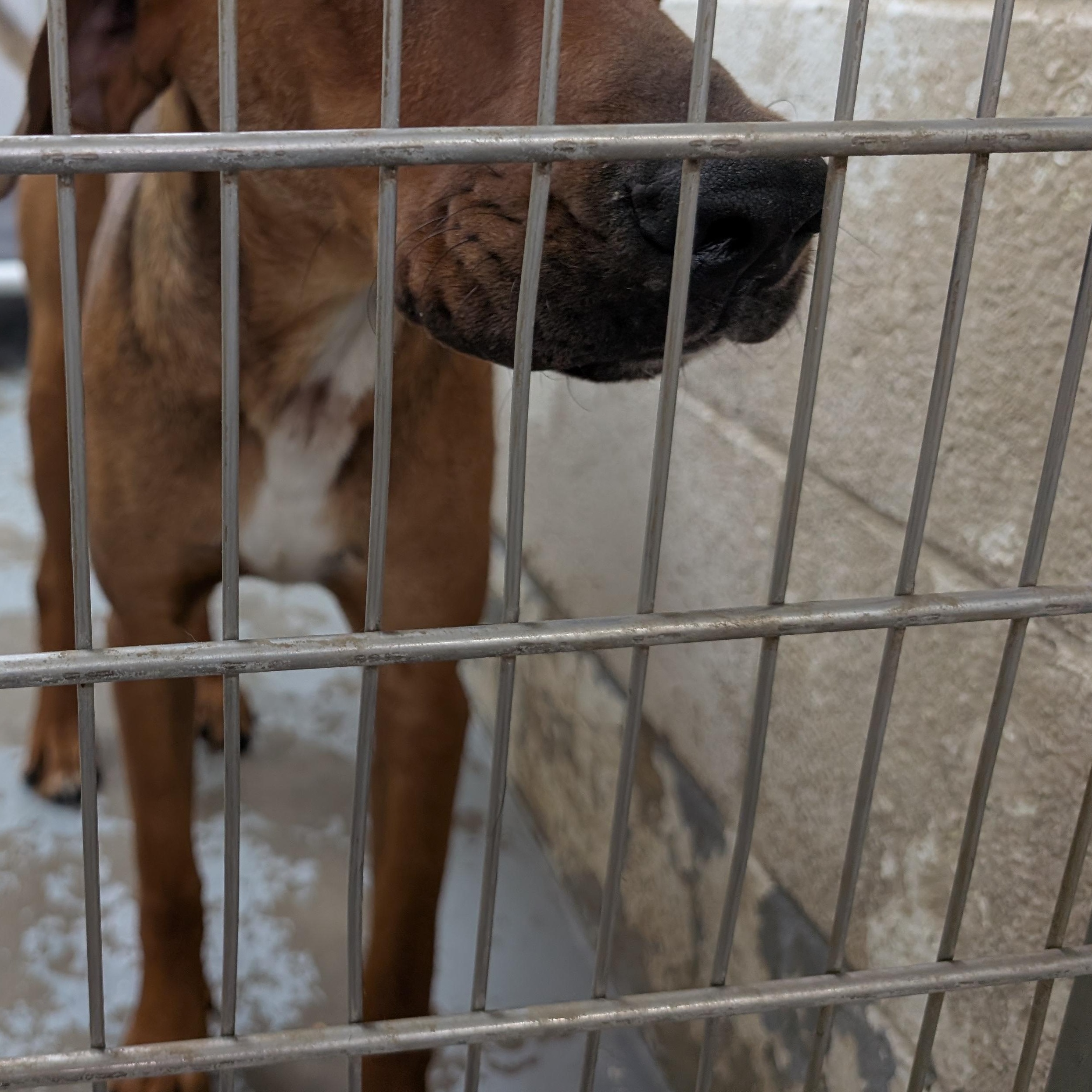 Enlarge 191548 LOOKING FOR OWNER, an adopted Hound in Ravenna, OH image 3/3