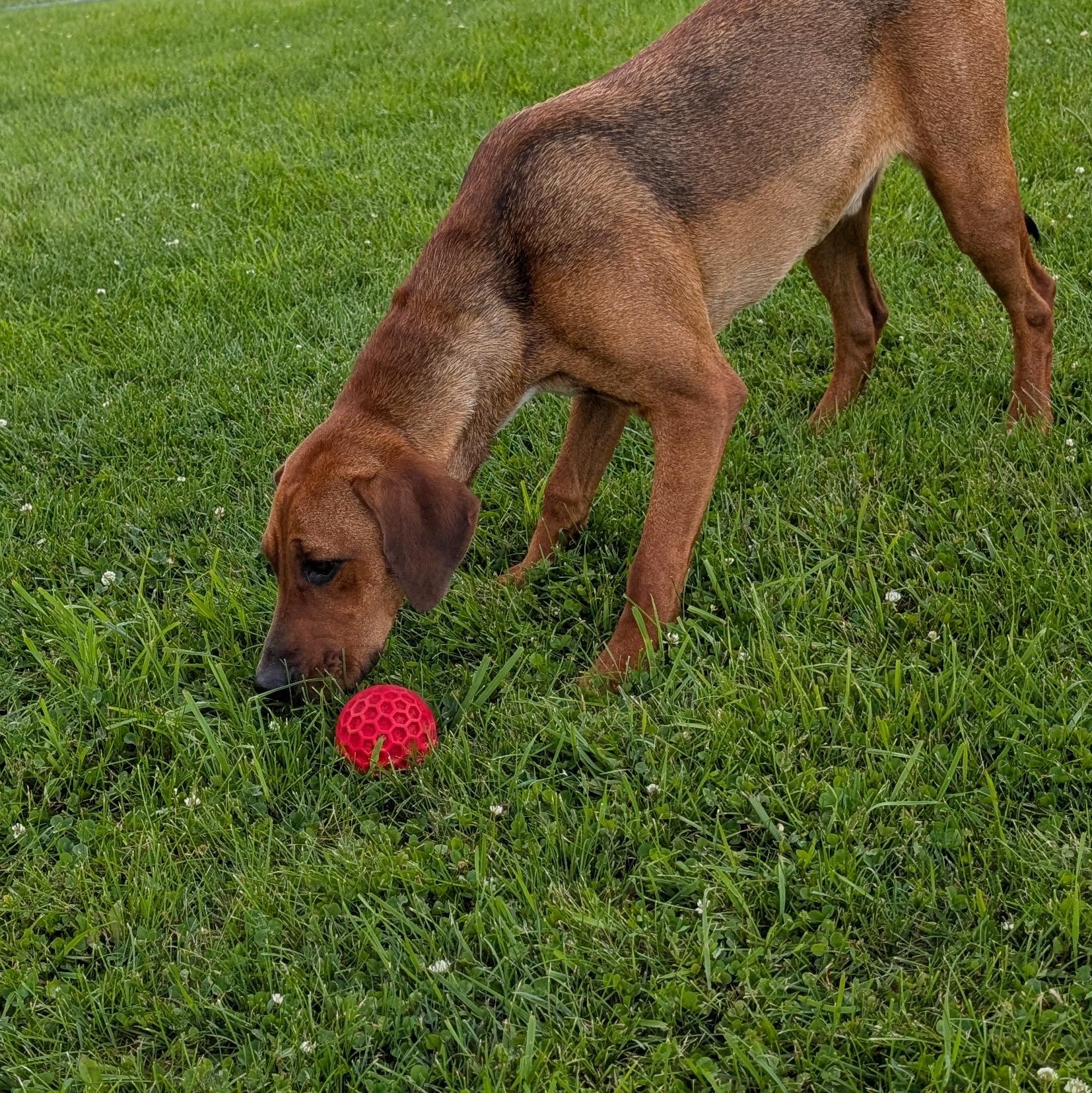 Enlarge 191548 LOOKING FOR OWNER, an adopted Hound in Ravenna, OH image 2/3