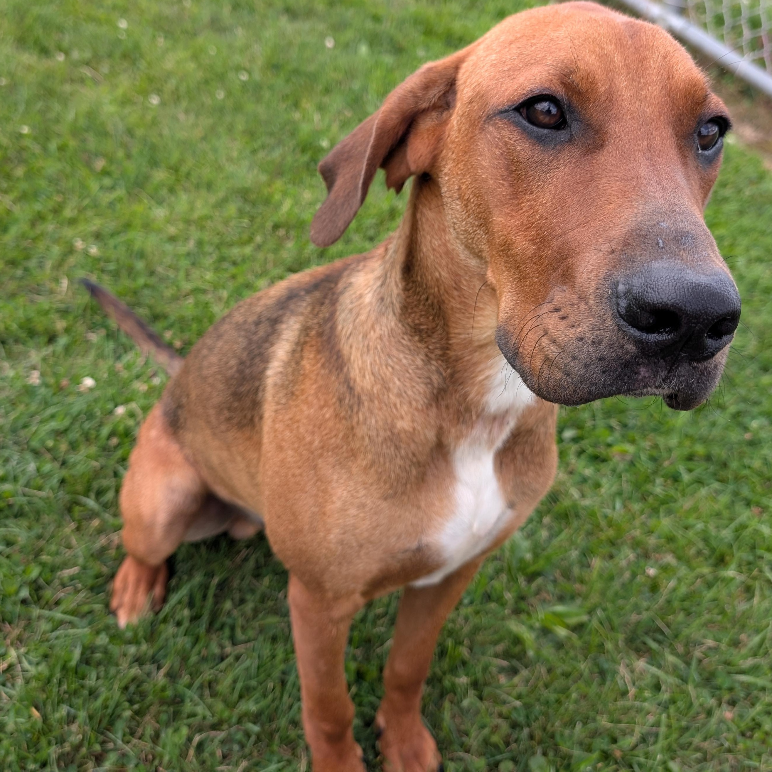 191548 LOOKING FOR OWNER, adopted, Adult Male Hound.