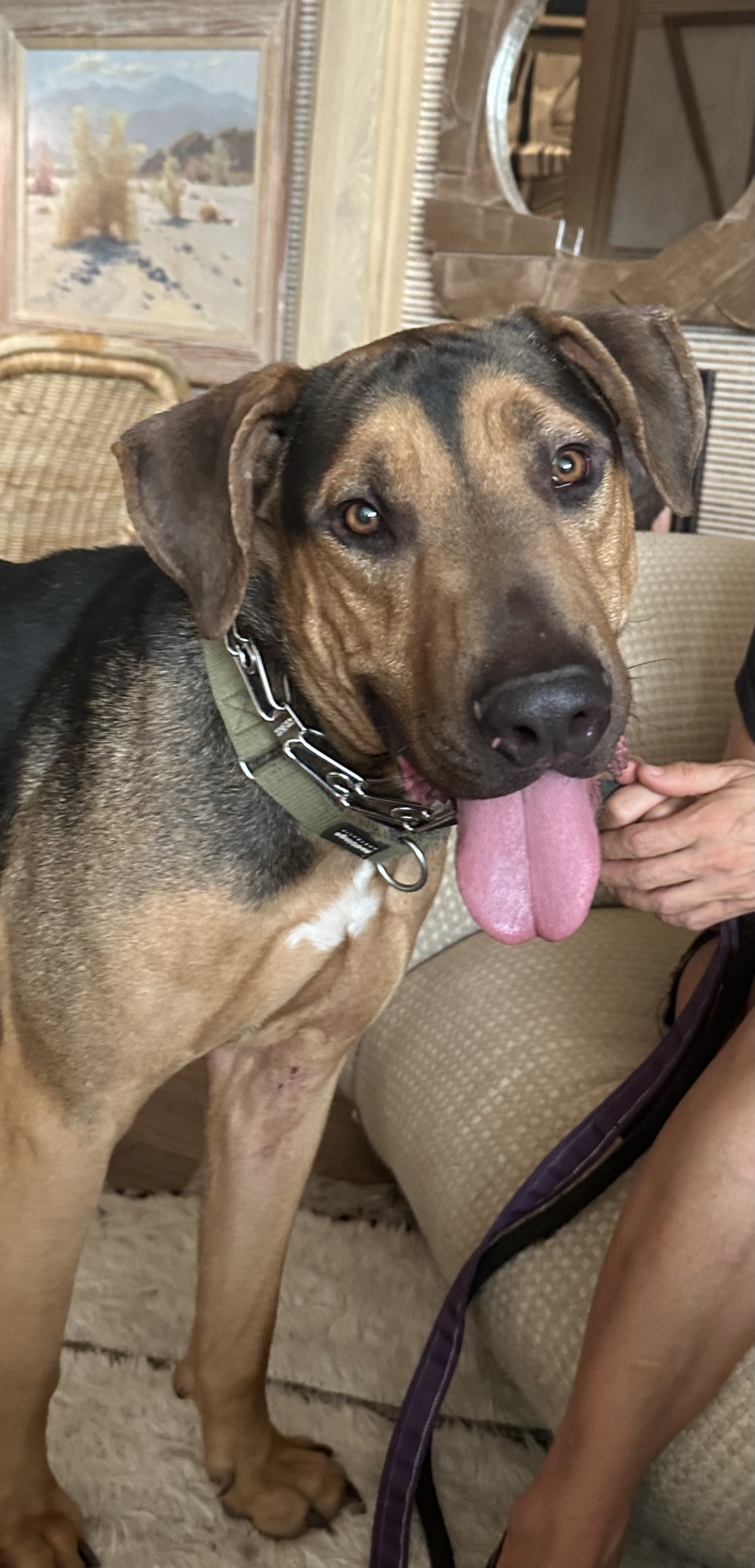 Enlarge Bailey, a Adoptable mixed breed in Huntington Beach, CA image 1/6