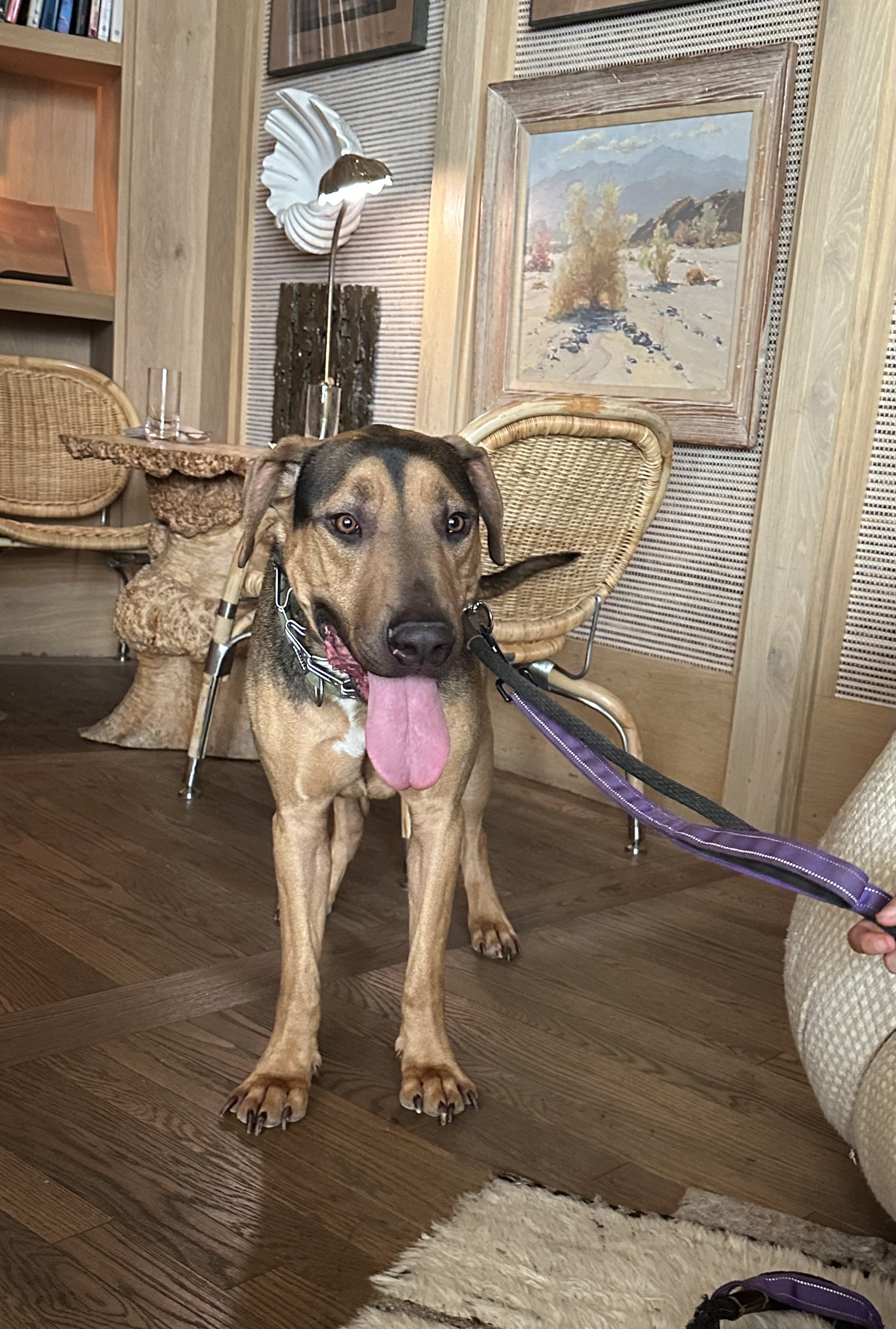 Enlarge Bailey, a Adoptable mixed breed in Huntington Beach, CA image 6/6