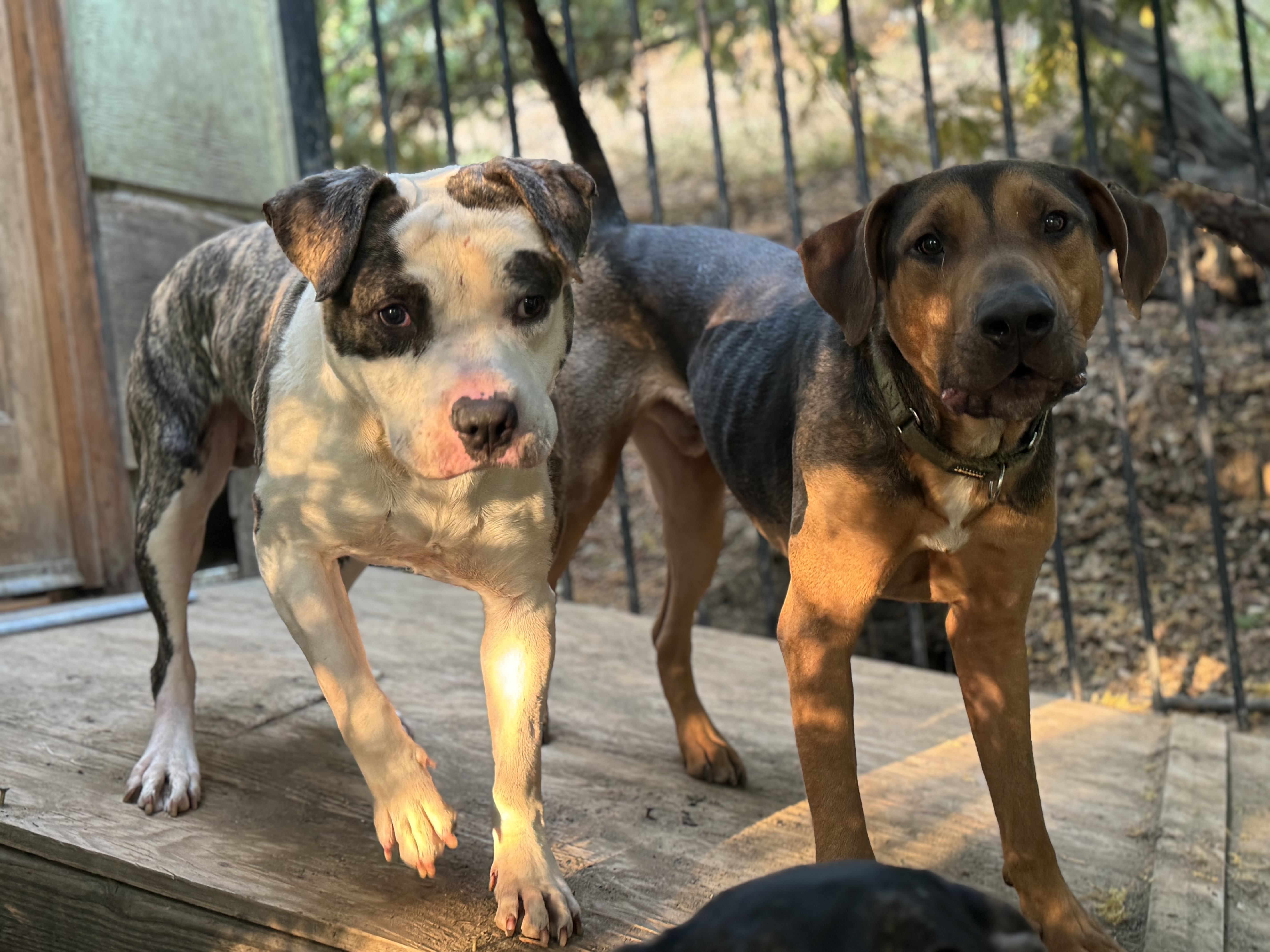 Enlarge Bailey, a Adoptable mixed breed in Huntington Beach, CA image 3/6