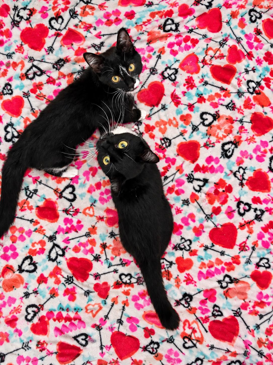 MOM & KITTEN #2020 - Offered by Owner, Adoptable, Young Female Tuxedo & Domestic Short Hair.