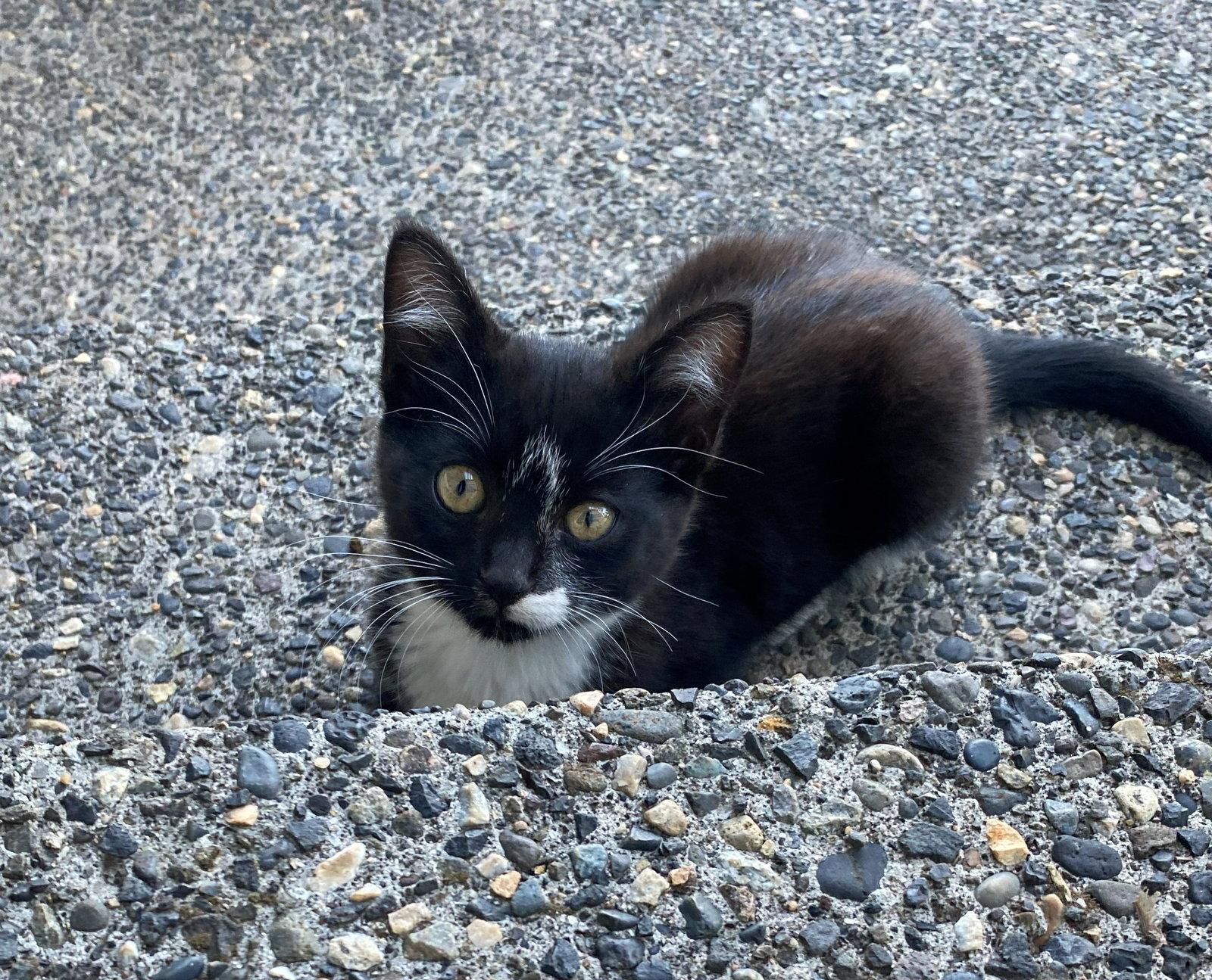 Enlarge MOM & KITTEN #2020 - Offered by Owner, a Adoptable mixed breed in Hillsboro, OR image 3/3