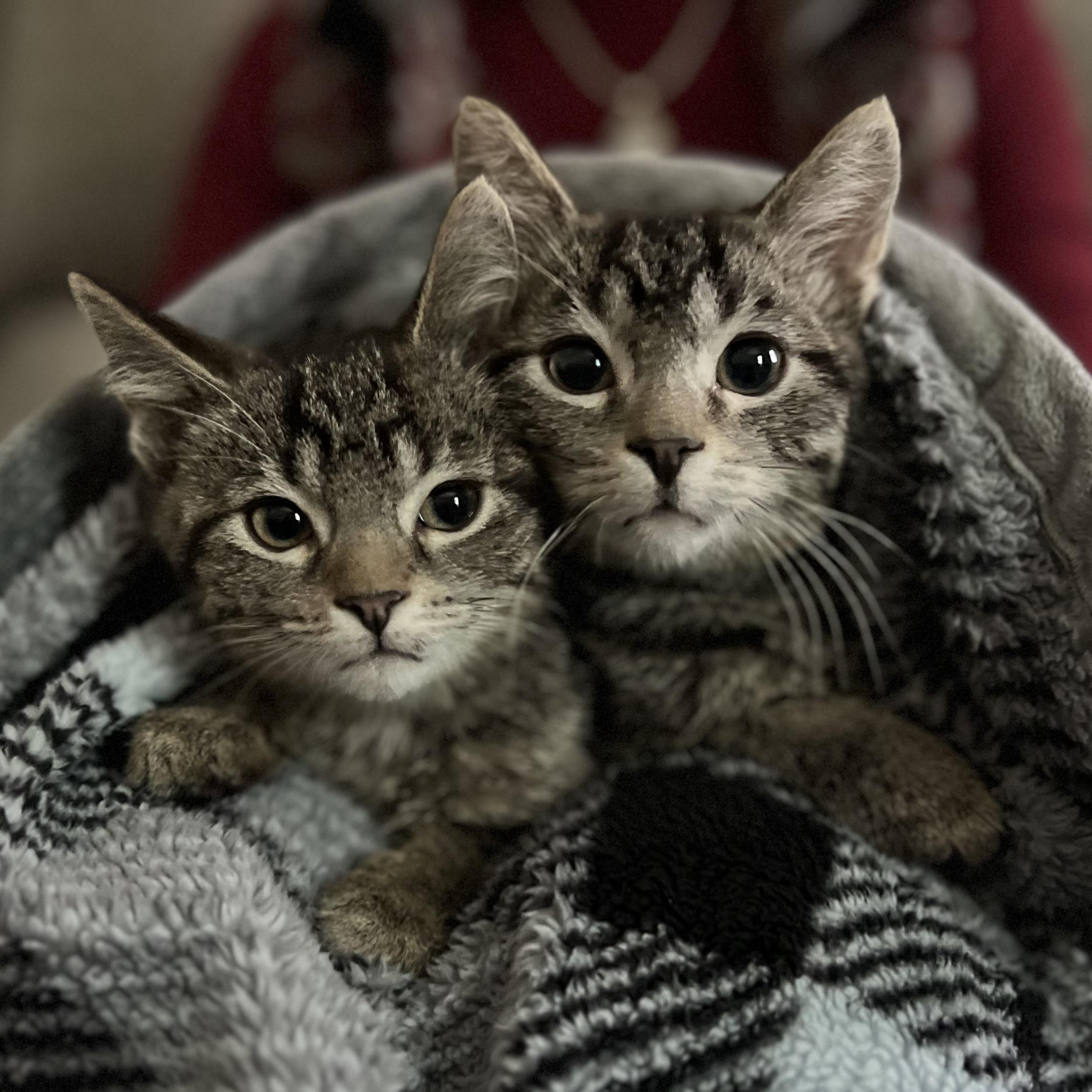 Clyde, an adopted Domestic Short Hair in Stoughton, WI image 1/6