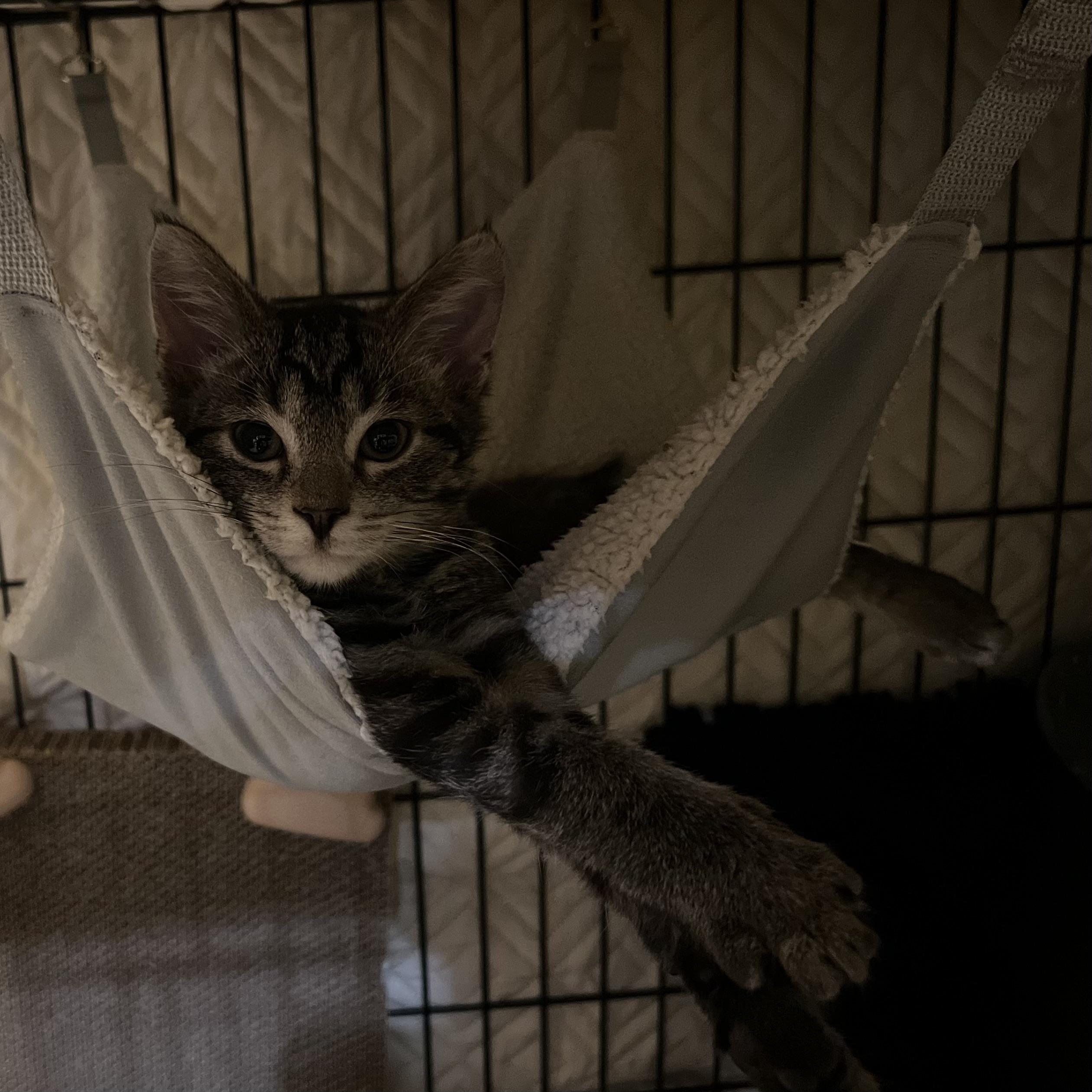 Clyde, an adopted Domestic Short Hair in Stoughton, WI image 3/6