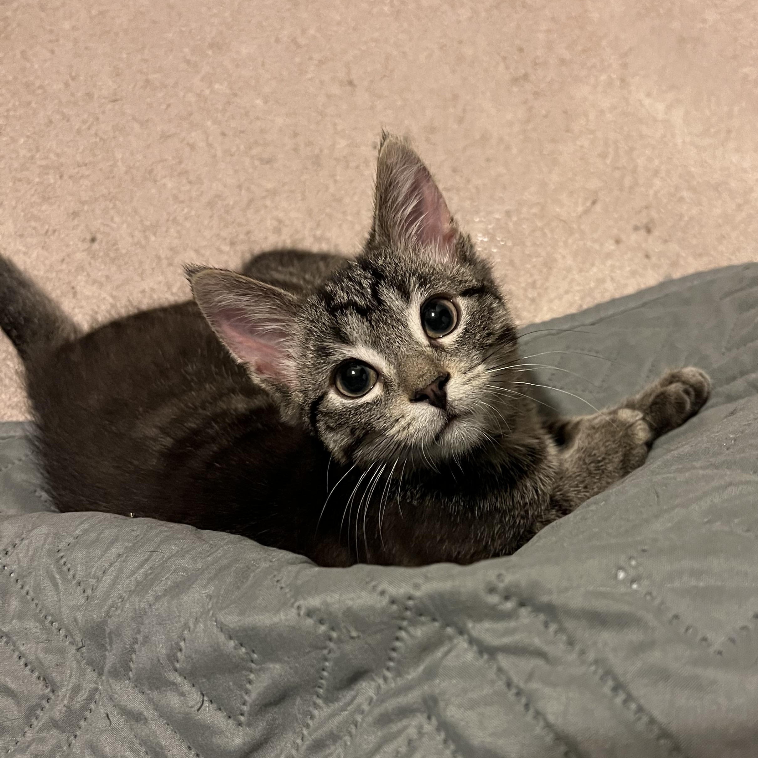 Clyde, an adopted Domestic Short Hair in Stoughton, WI image 6/6