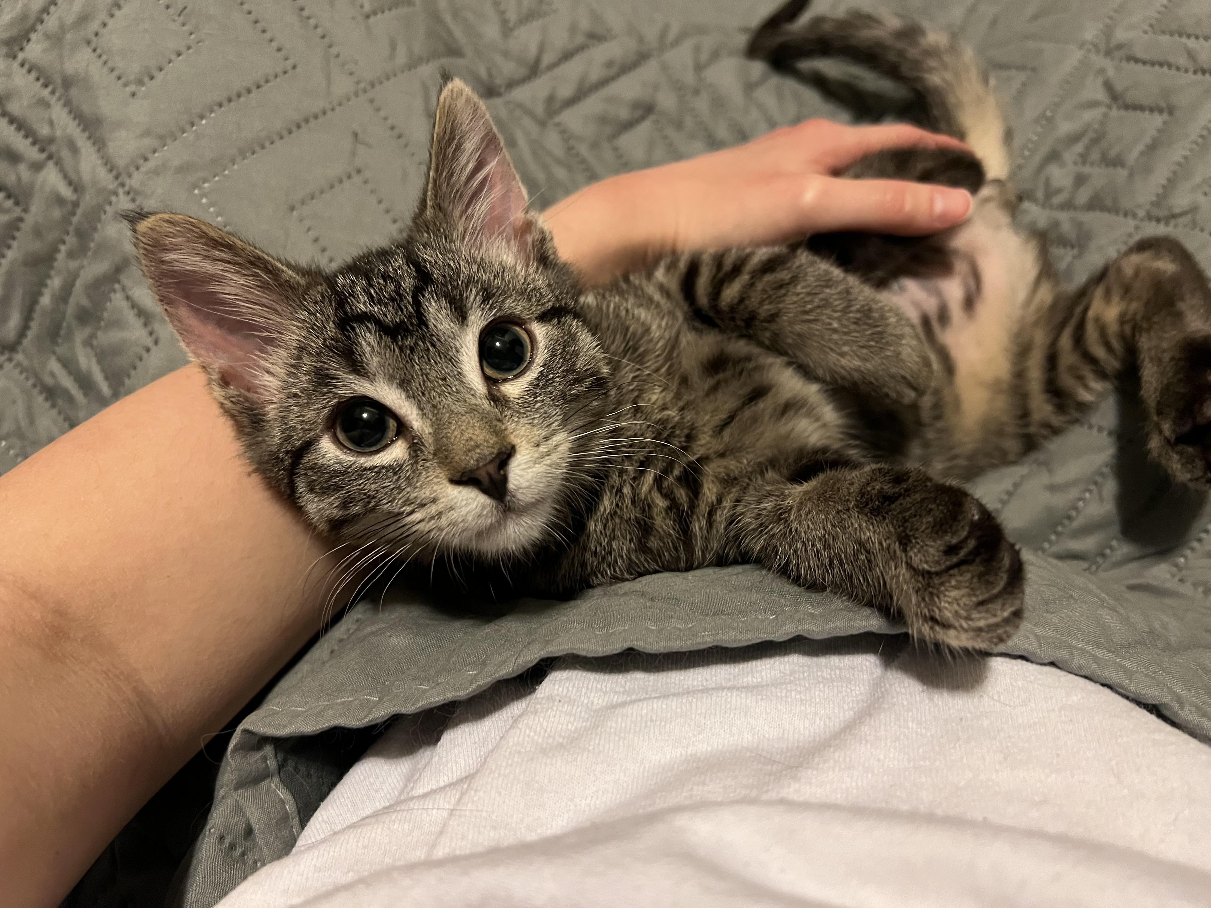 Clyde, an adopted Domestic Short Hair in Stoughton, WI image 4/6