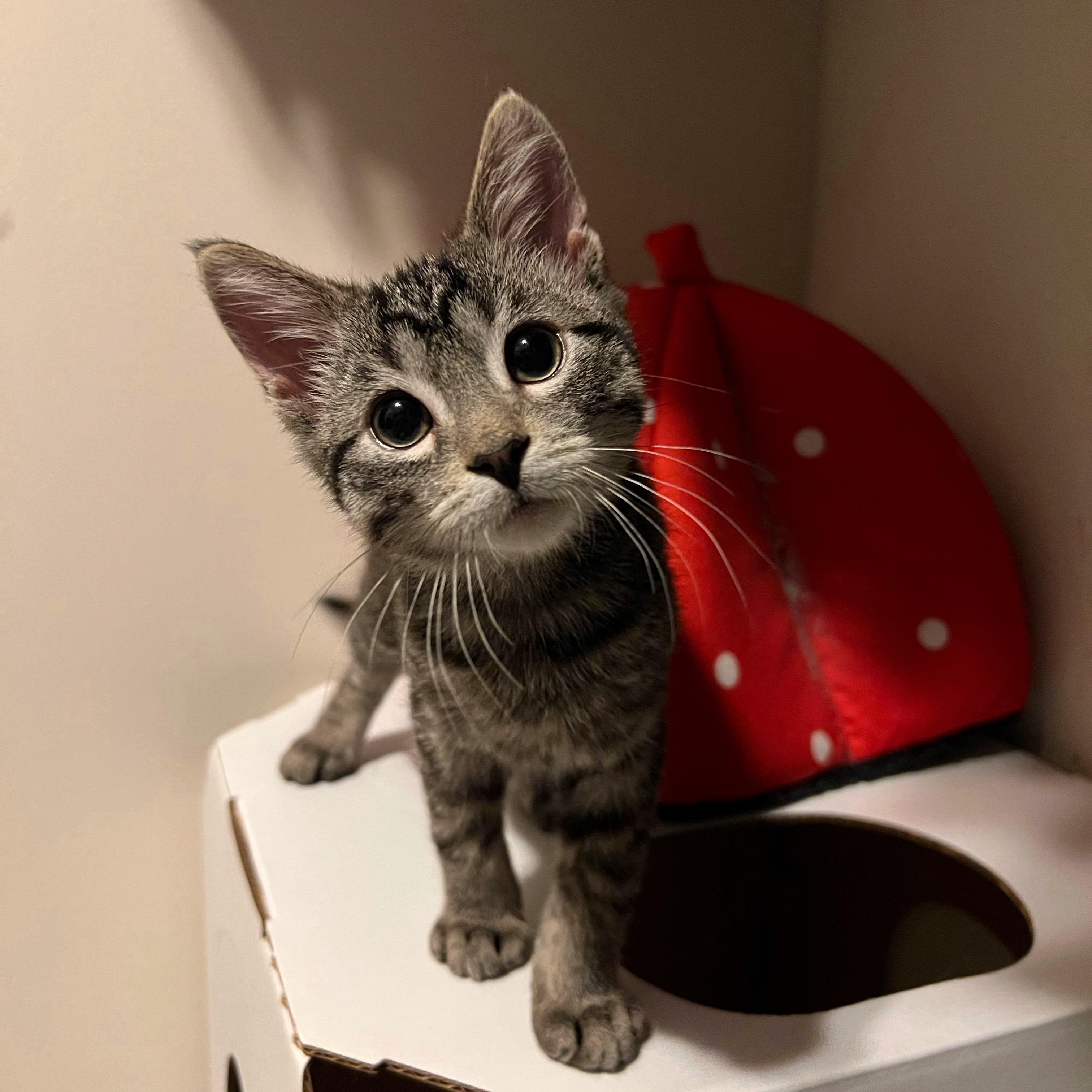 Clyde, an adopted Domestic Short Hair in Stoughton, WI image 2/6