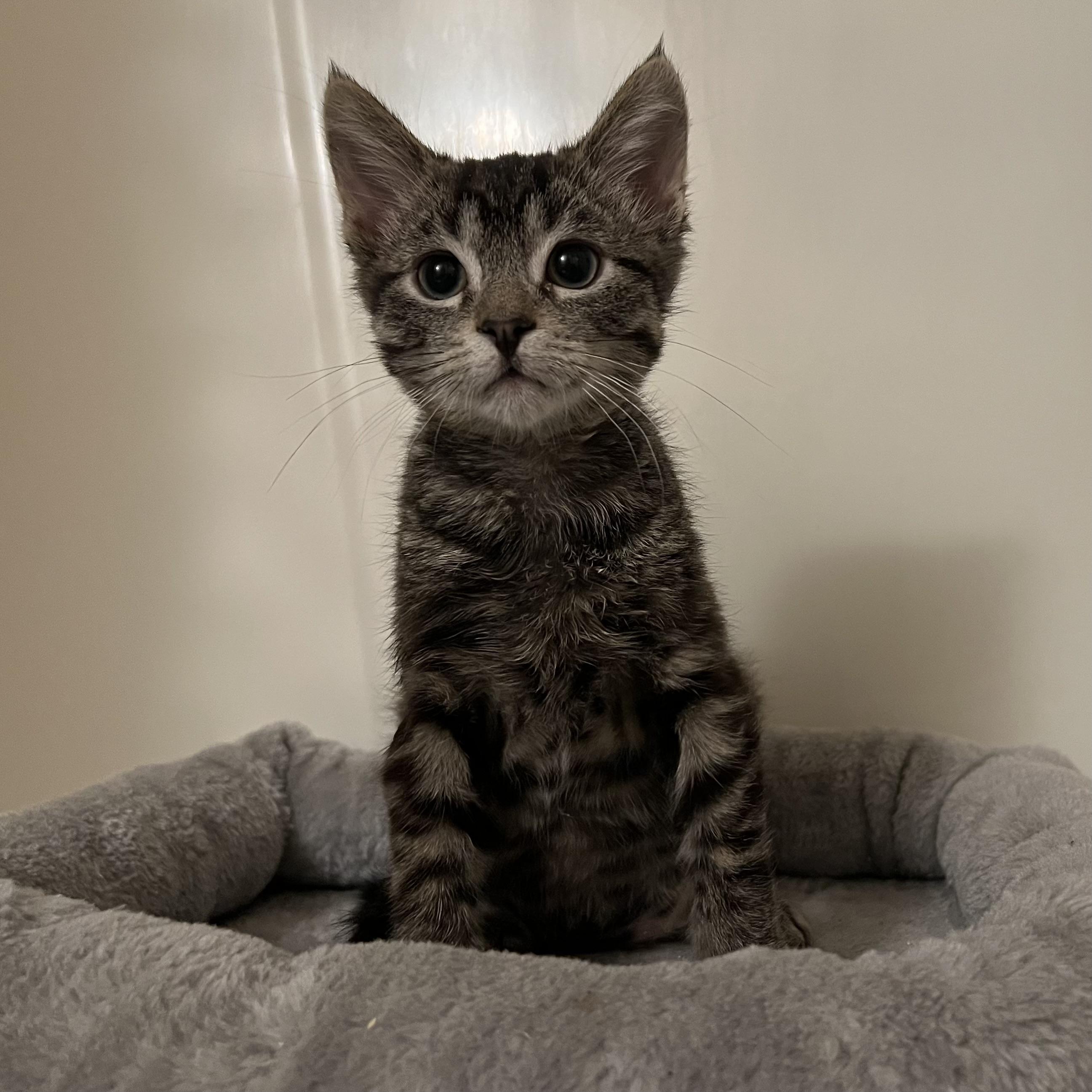 Clyde, an adopted Domestic Short Hair in Stoughton, WI image 5/6