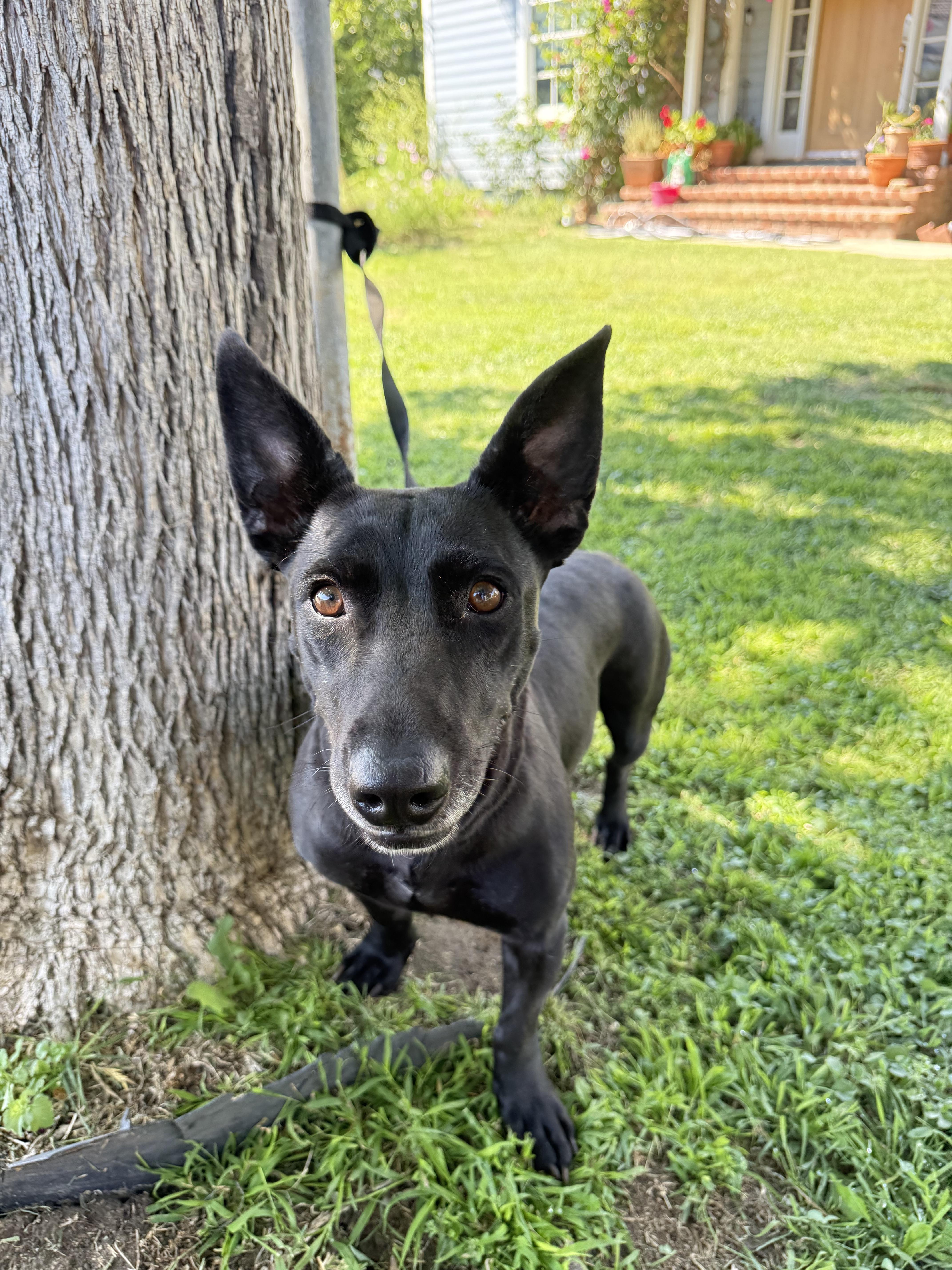 Enlarge Poppy, a Adoptable mixed breed in Santa Monica, CA image 2/2