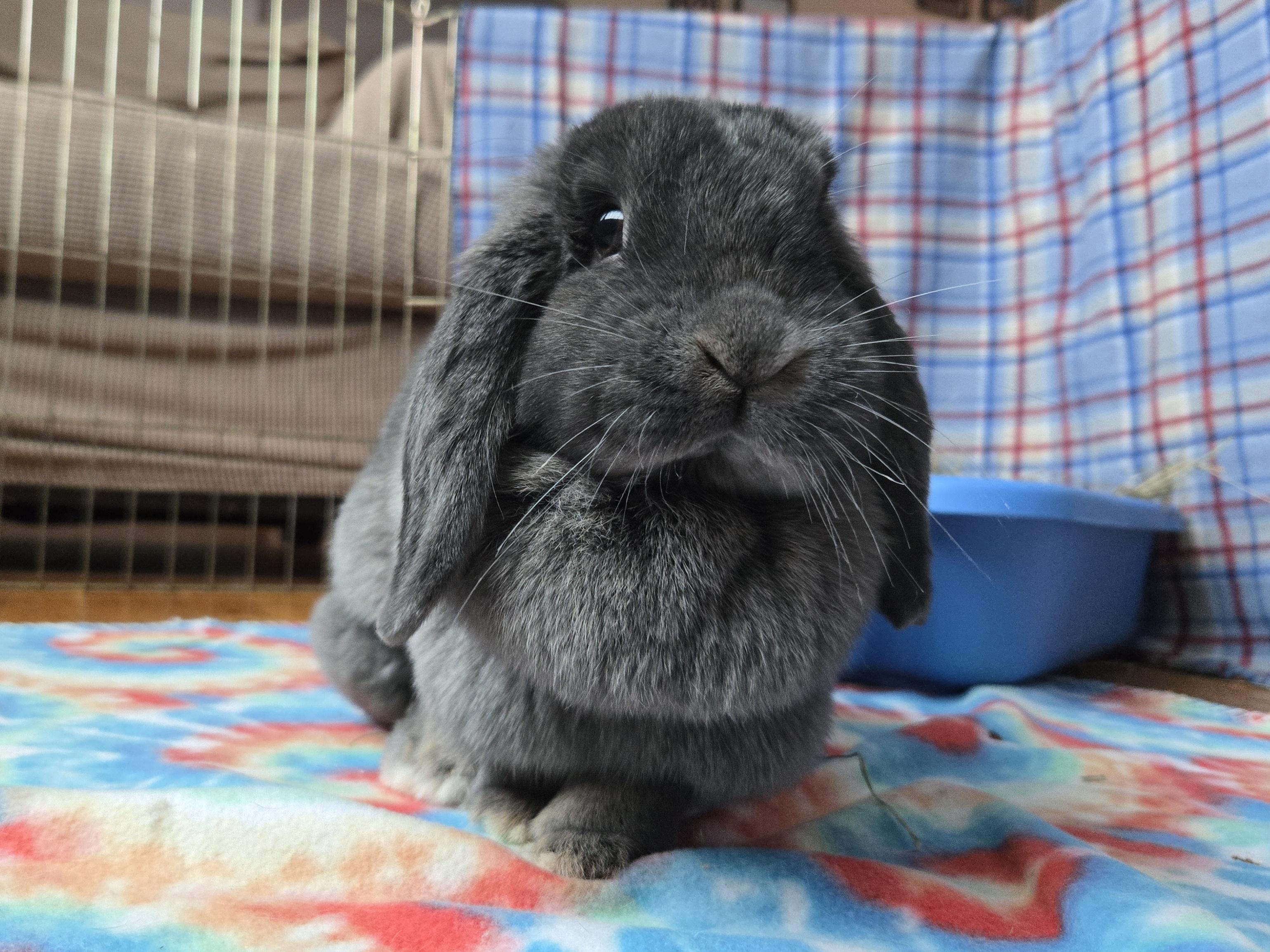 Enlarge Annette Bunicello, a ADOPTABLE Mini Lop in Andover, MA image 4/4