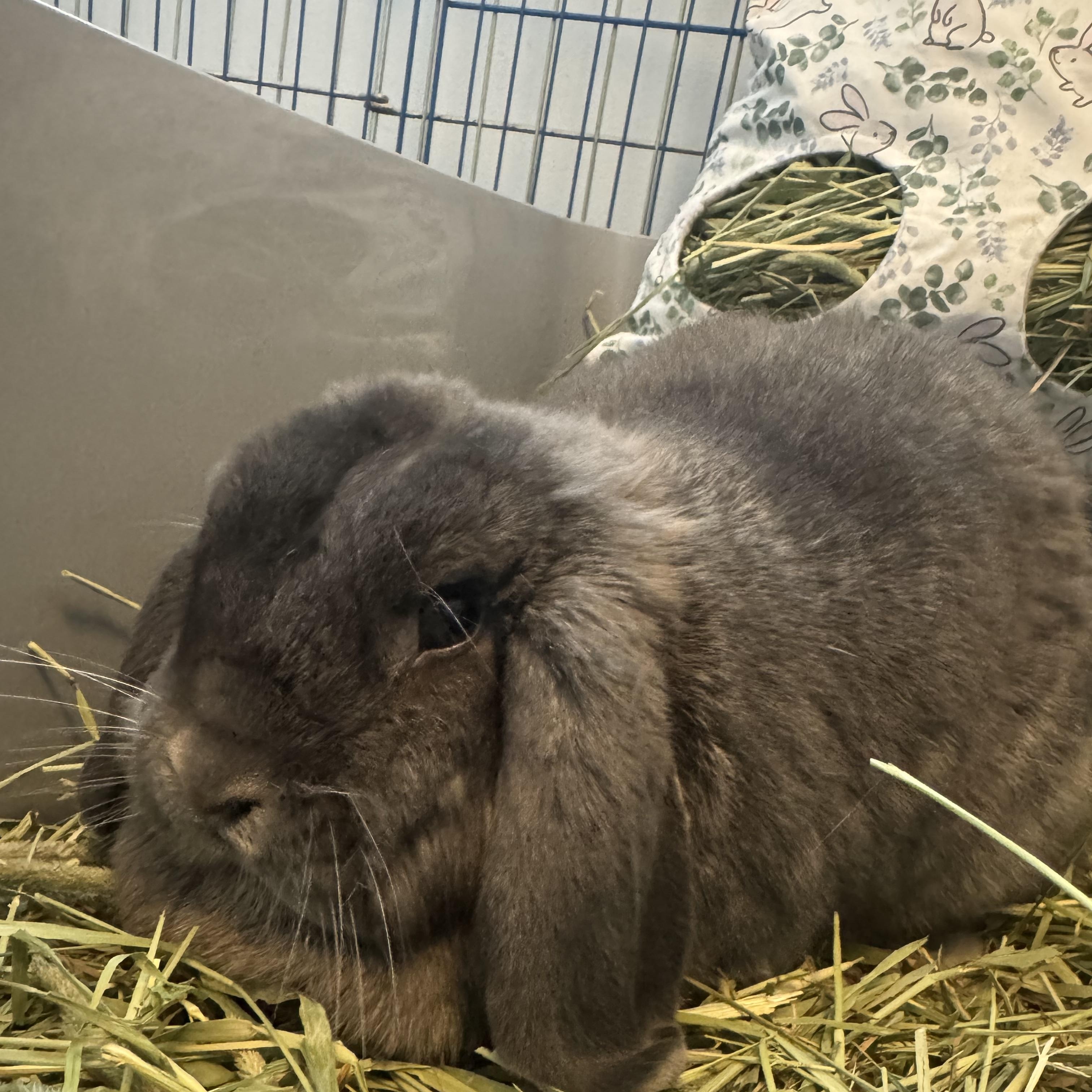 Annette Bunicello, an adoptable Mini Lop in Andover, MA image 4/6