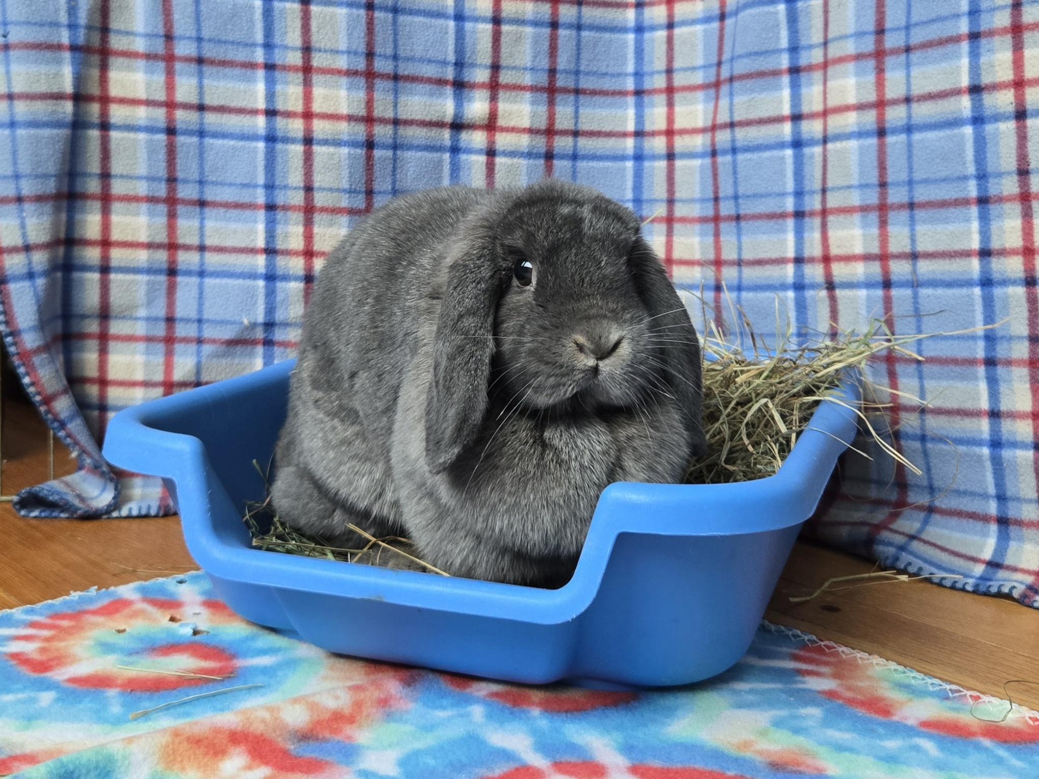 Enlarge Annette Bunicello, a ADOPTABLE Mini Lop in Andover, MA image 2/4