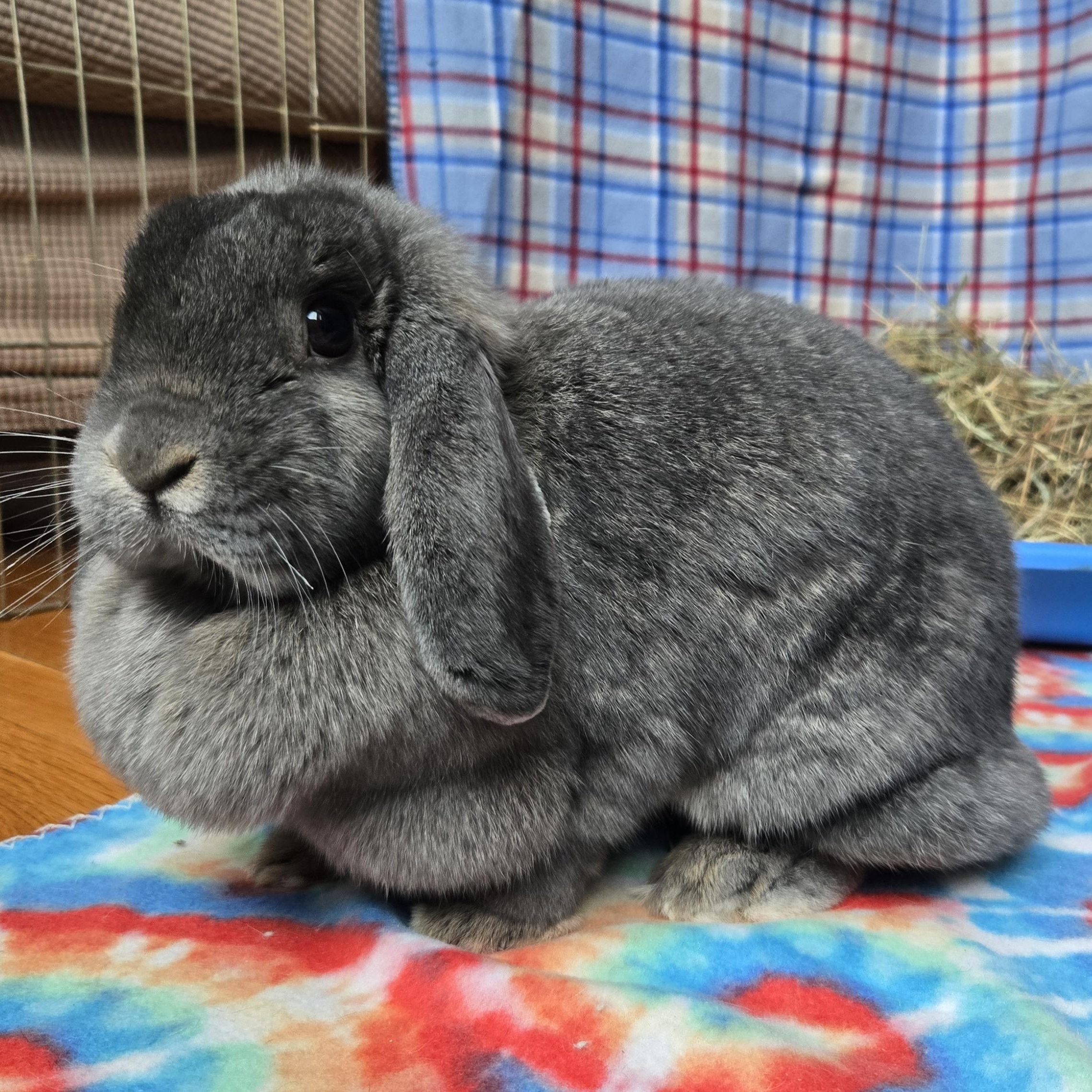 Enlarge Annette Bunicello, a ADOPTABLE Mini Lop in Andover, MA image 1/4