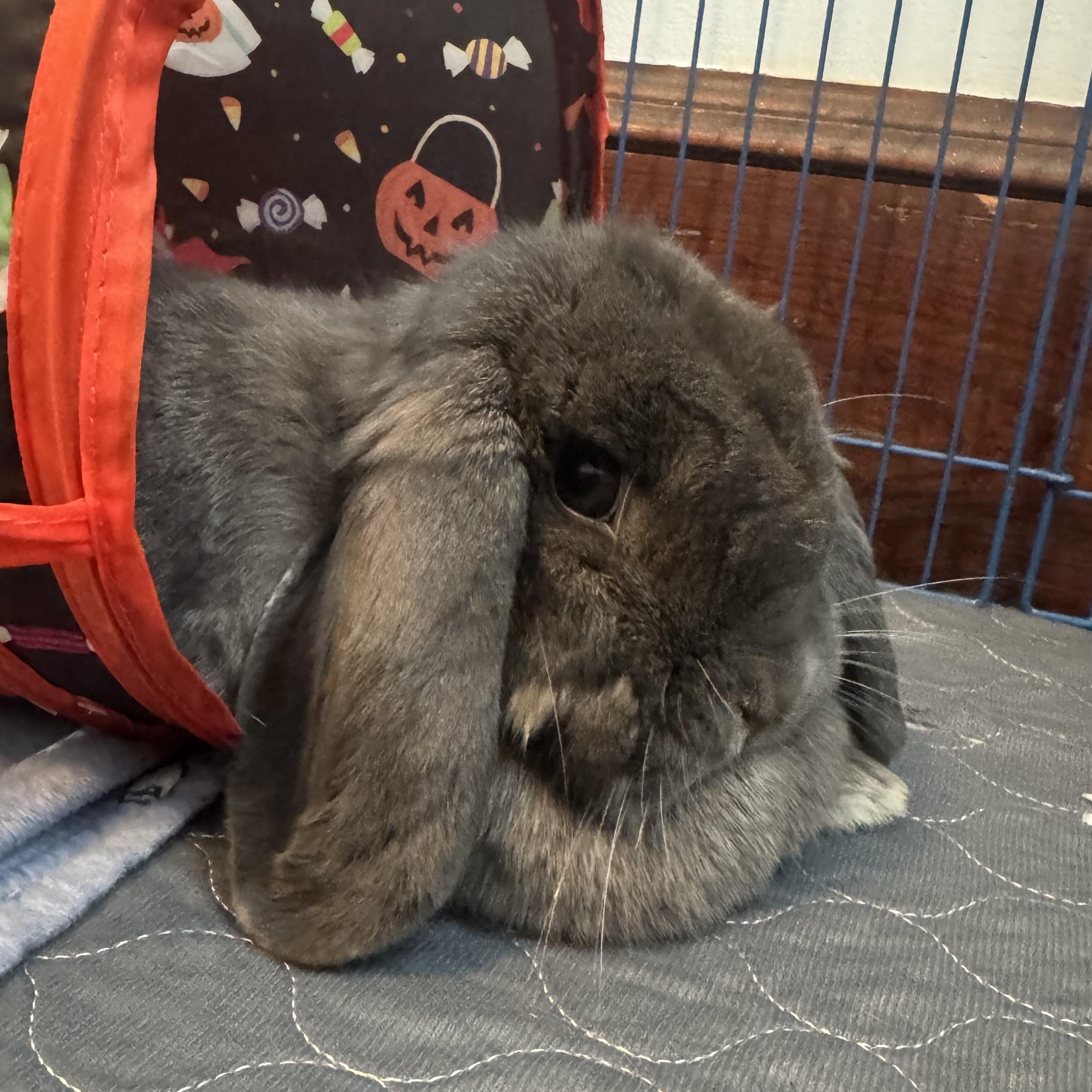 Annette Bunicello, an adoptable Mini Lop in Andover, MA image 2/6