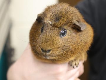 Reese, Adoptable, Adult Male Guinea Pig & Guinea Pig.