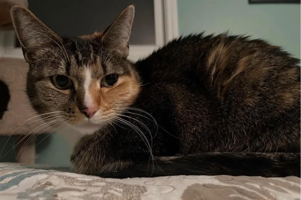 Alice, a Adoptable Domestic Short Hair in Gorham, ME image 1/5