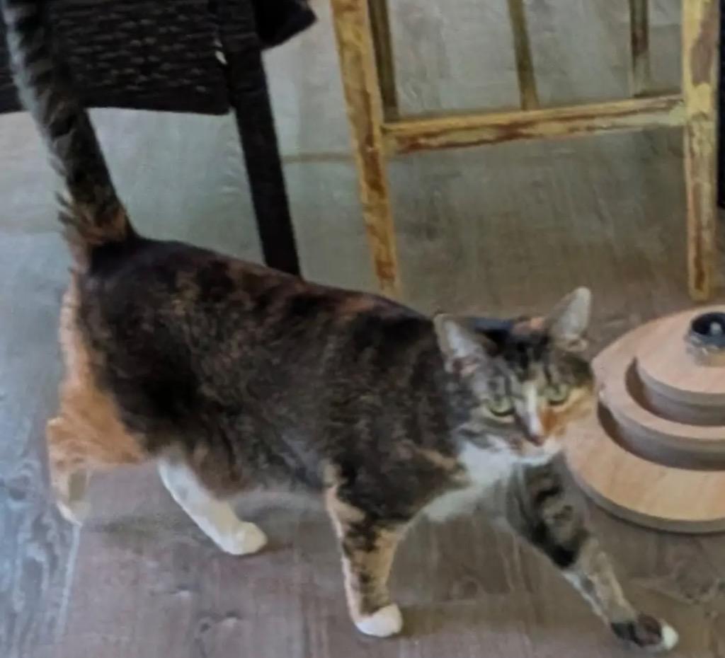 Alice, a Adoptable Domestic Short Hair in Gorham, ME image 2/5