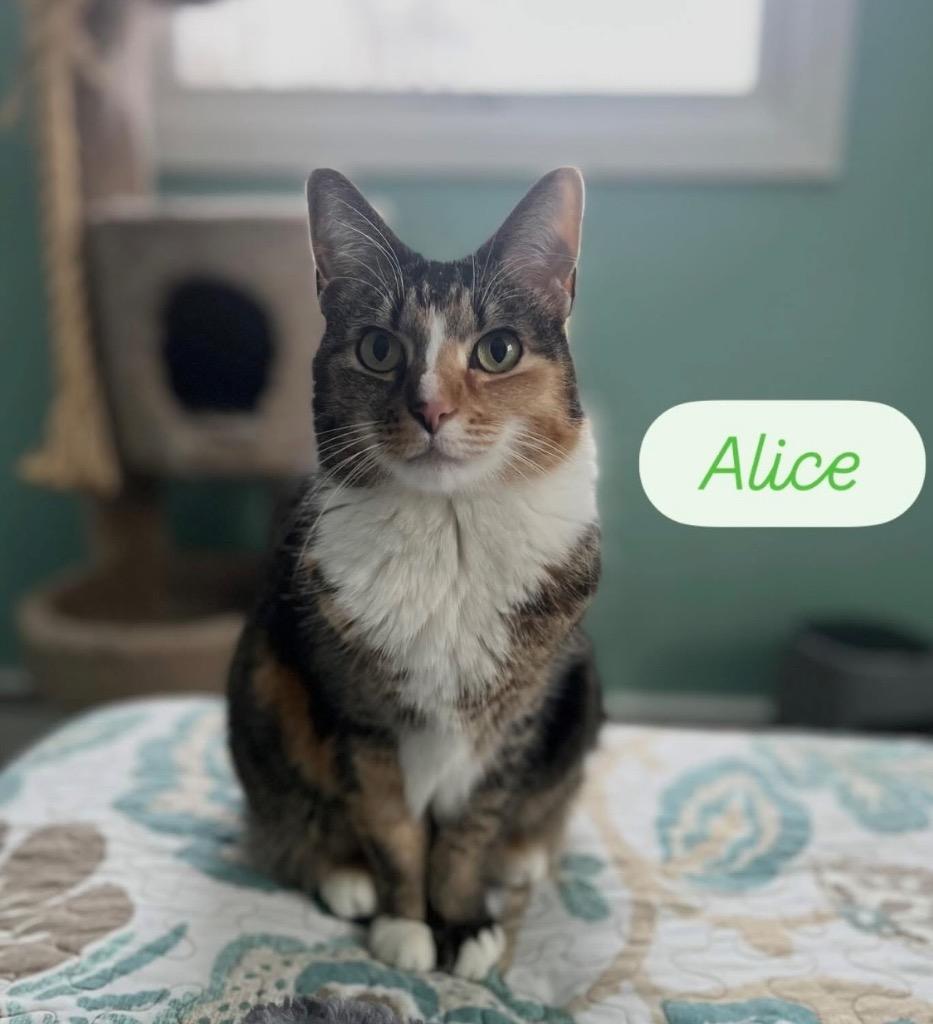 Alice, a Adoptable Domestic Short Hair in Gorham, ME image 3/5