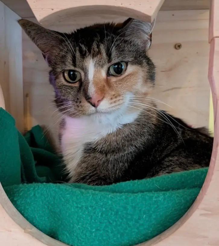 Alice, a Adoptable Domestic Short Hair in Gorham, ME image 4/5