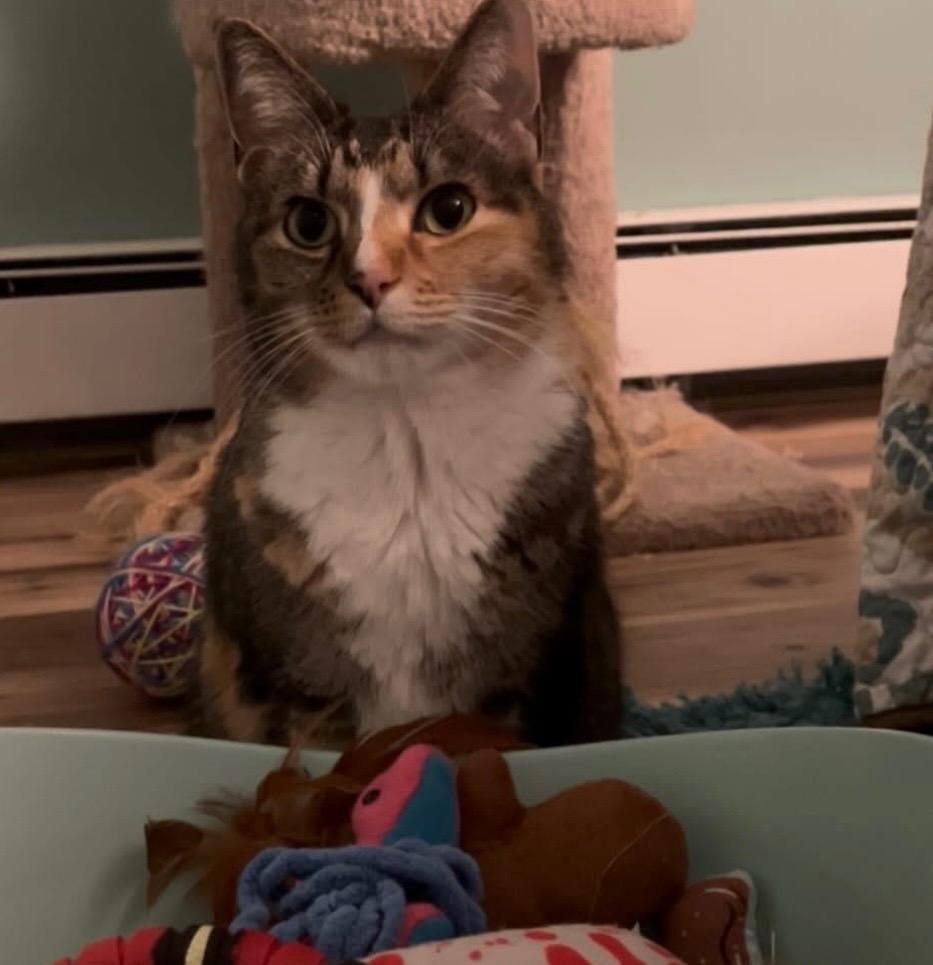 Alice, a Adoptable Domestic Short Hair in Gorham, ME image 5/5