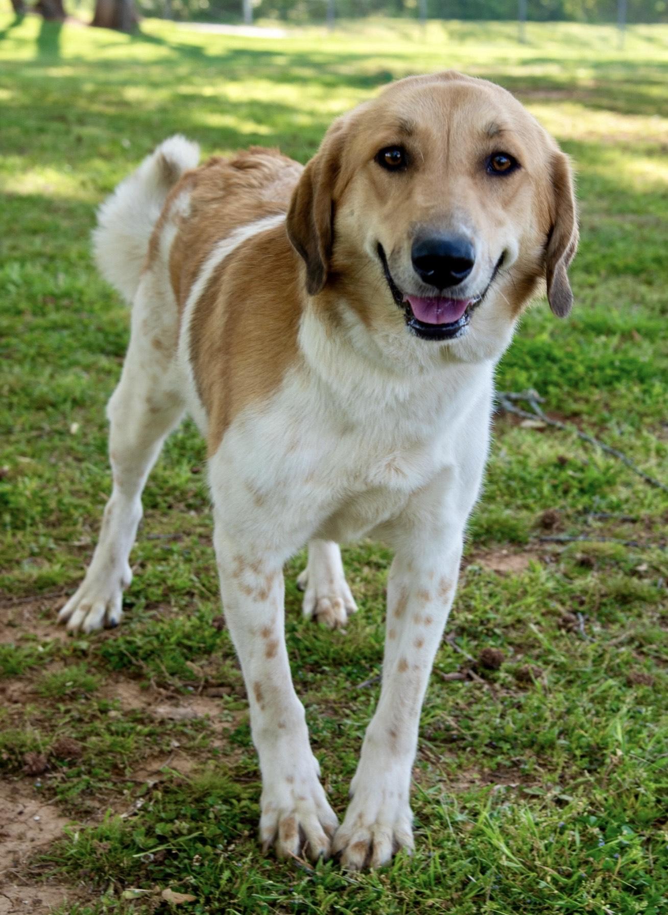 Zola, Adult Female unknown