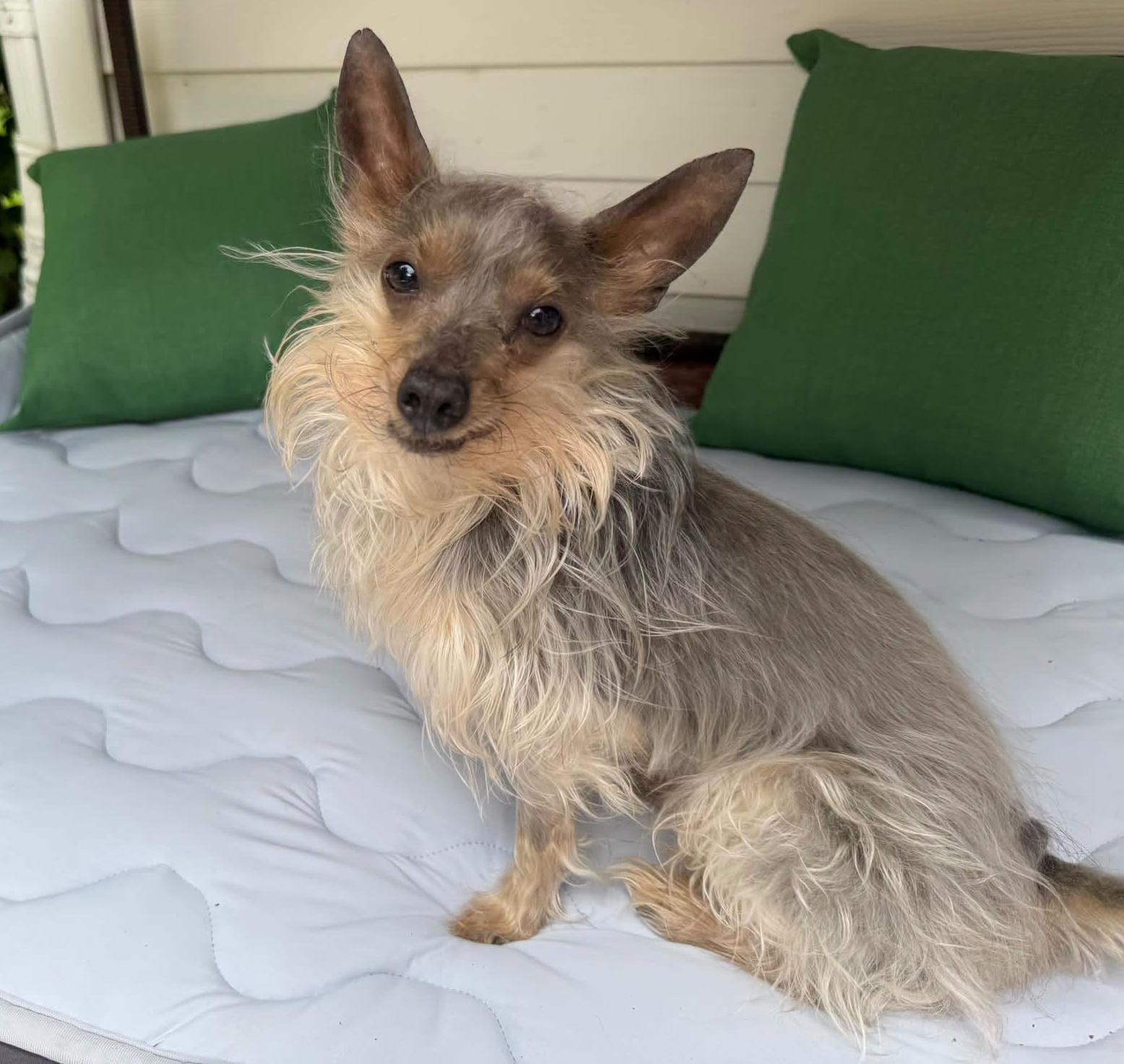 Enlarge Logan, a Adopted mixed breed in Euclid, OH image 2/2