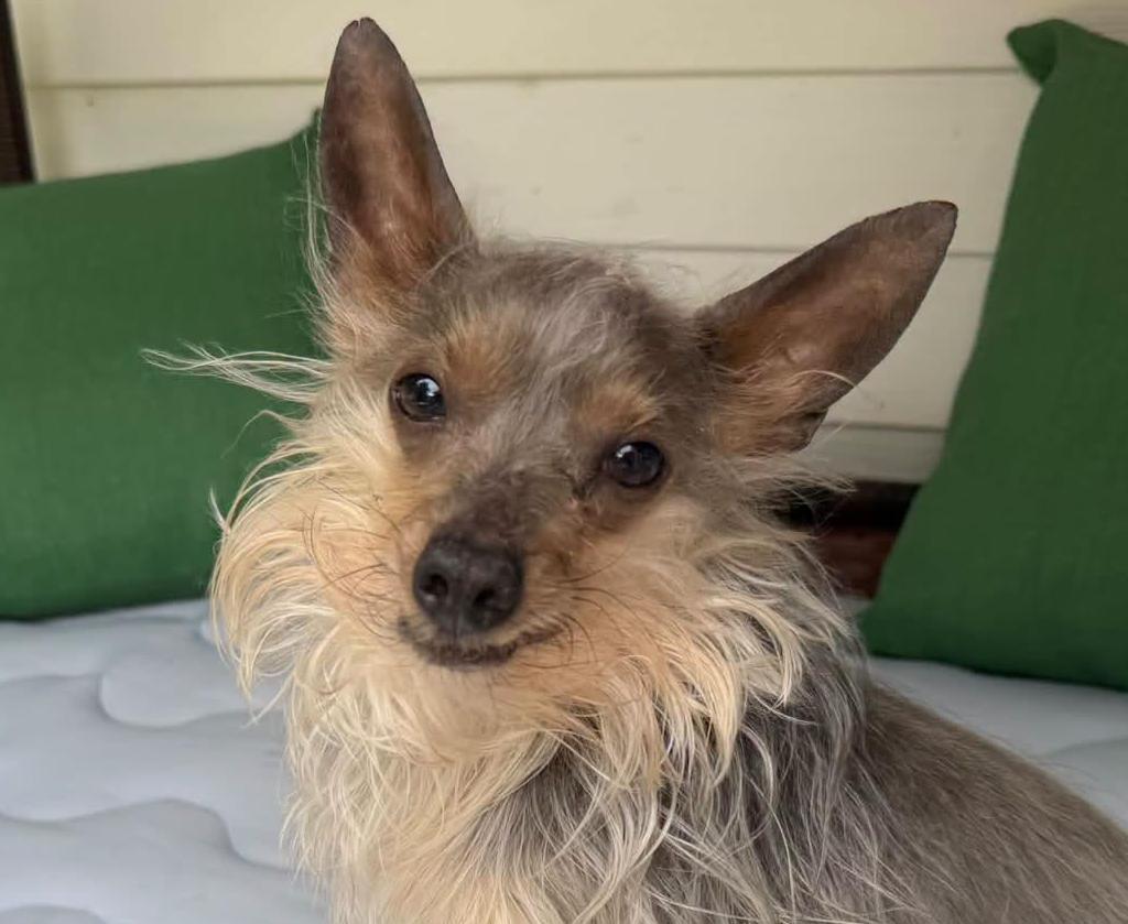 Enlarge Logan, a Adopted mixed breed in Euclid, OH image 1/2