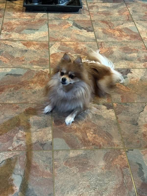 Enlarge Miska, a Adopted Pomeranian in Sheridan, OR image 3/6