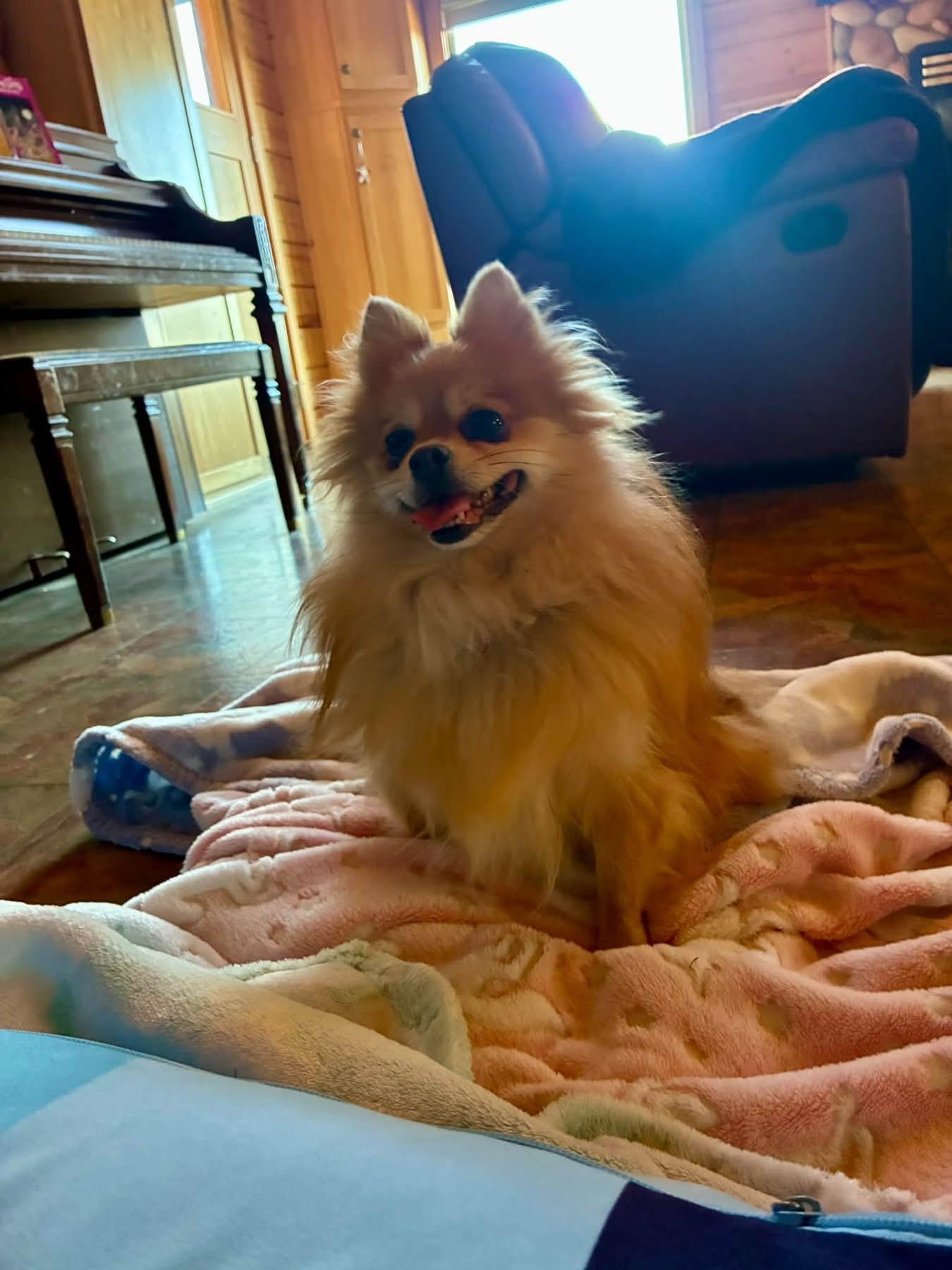Enlarge Miska, a Adopted Pomeranian in Sheridan, OR image 4/6
