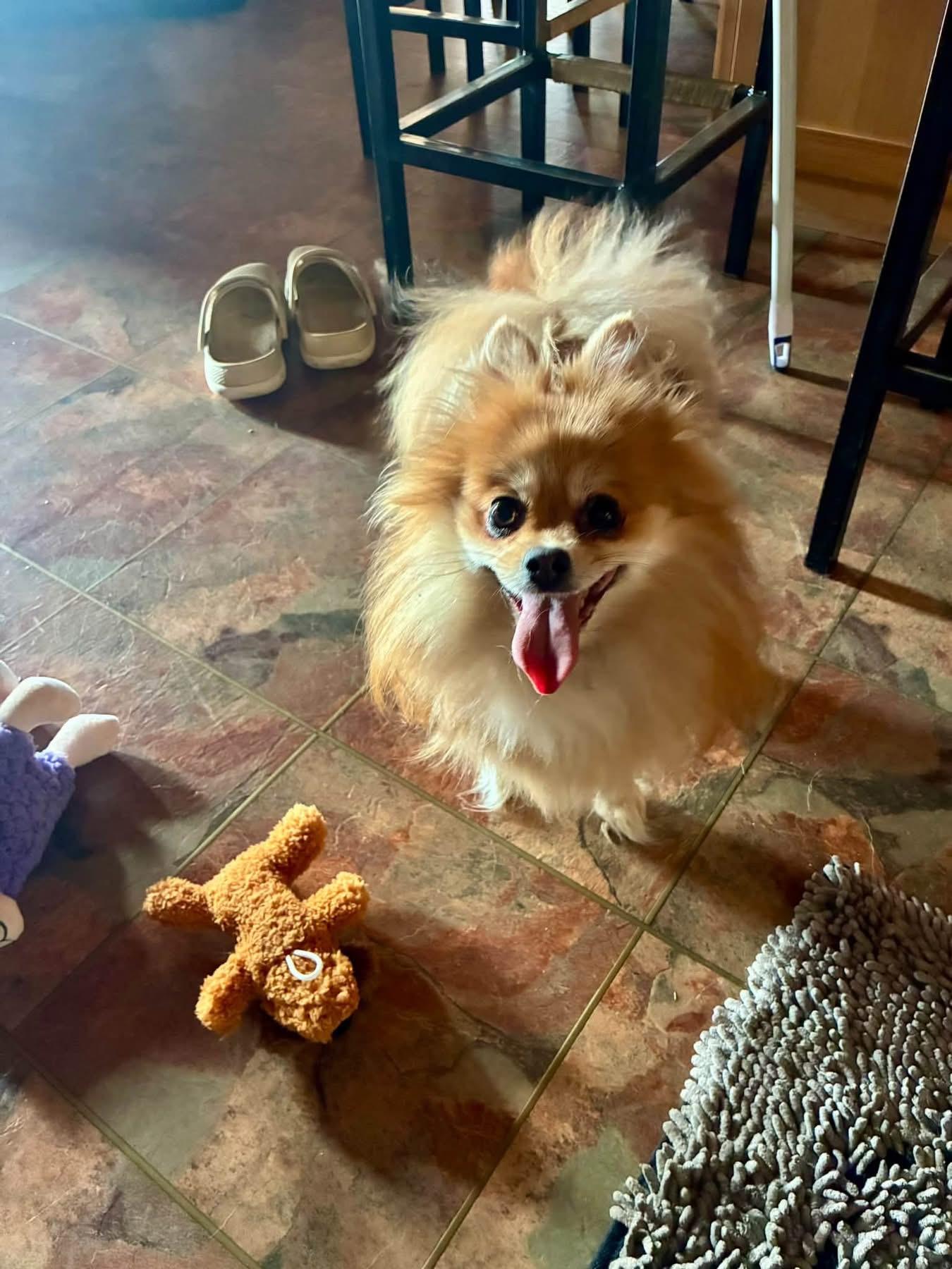 Enlarge Miska, a Adopted Pomeranian in Sheridan, OR image 5/6