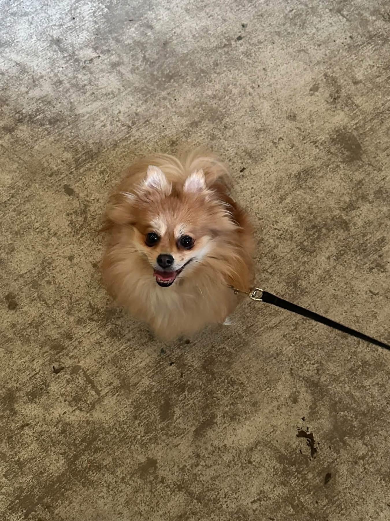 Enlarge Miska, a Adopted Pomeranian in Sheridan, OR image 1/6