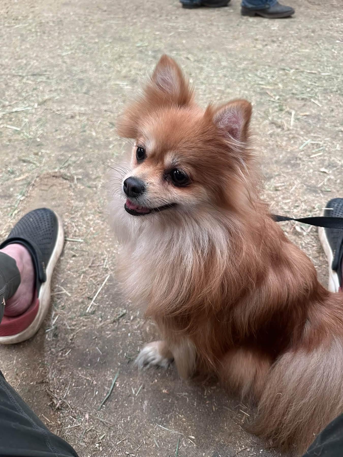 Enlarge Miska, a Adopted Pomeranian in Sheridan, OR image 2/6