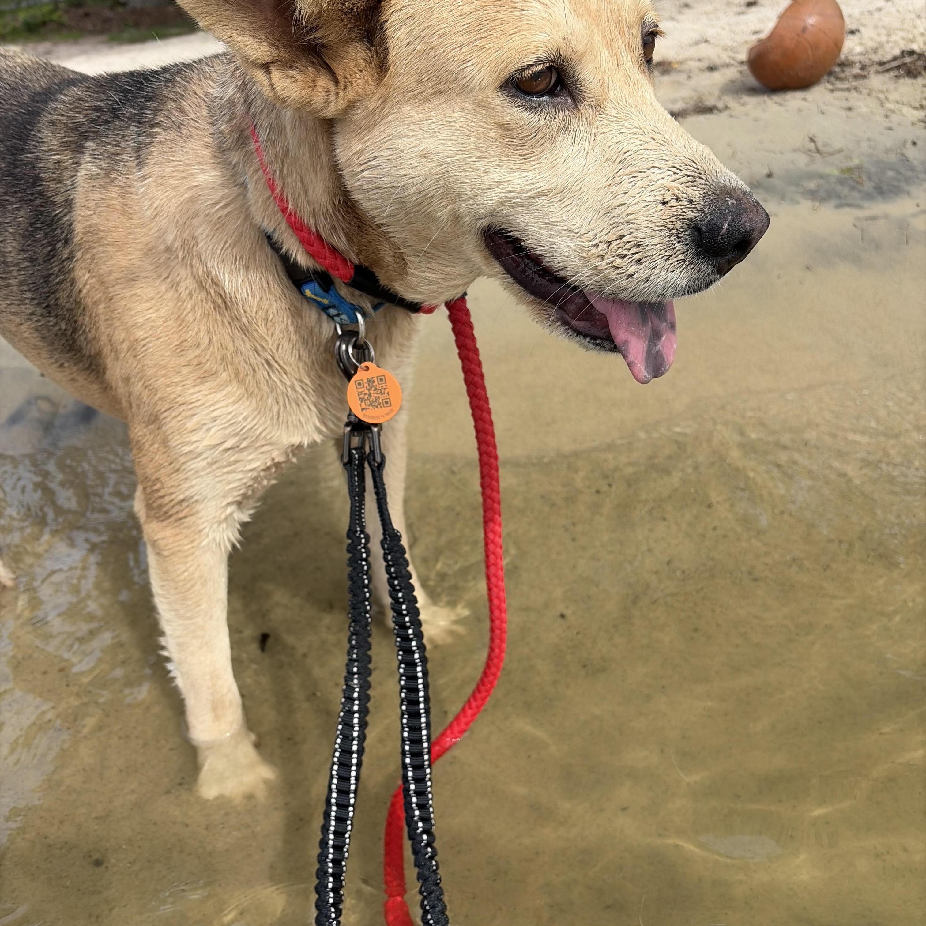 Shakira, a ADOPTABLE mixed breed in McDonough, GA image 3/4