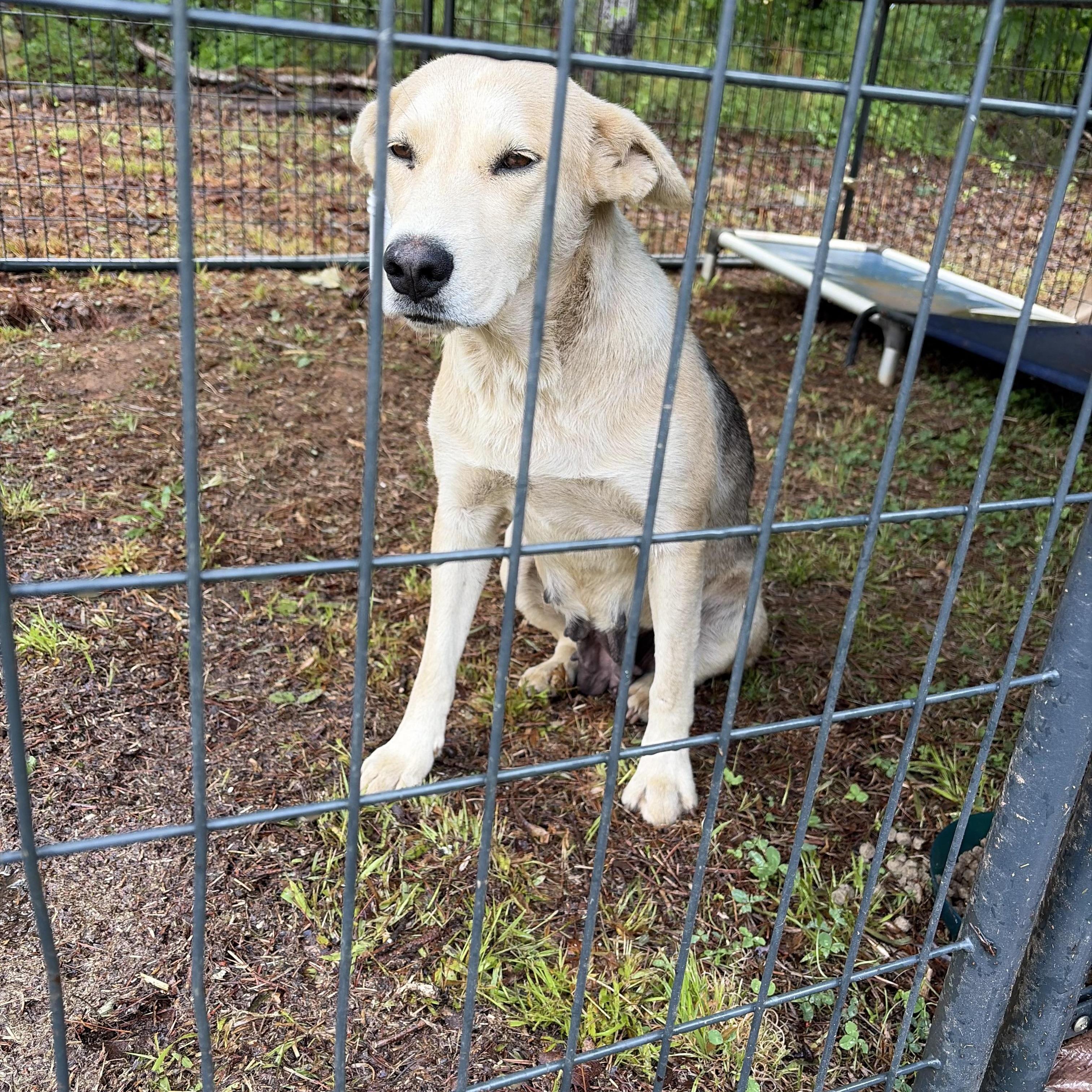 Shakira, a ADOPTABLE mixed breed in McDonough, GA image 4/4